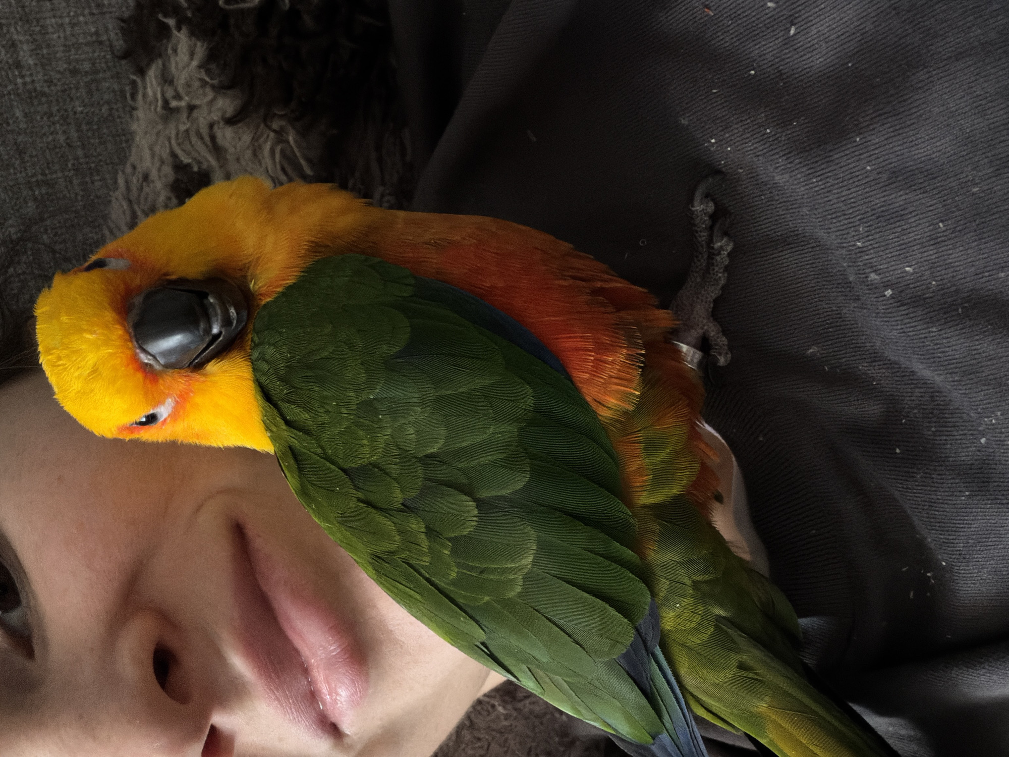 A close-up photograph shows a person lying on their back with a colorful parrot perched on their face and shoulder. The parrot has bright yellow feathers on its head, transitioning to orange and red on its body, with green wings edged in blue. Its beak is dark and closed, suggesting it might be resting. The person's face is partially visible, showing their nose, mouth, and a glimpse of their eye. They appear to be relaxed. The background includes textured fabric, possibly clothing or bedding. The lighting is soft and diffused. There is no evidence to suggest the location is Khimki, Russia.