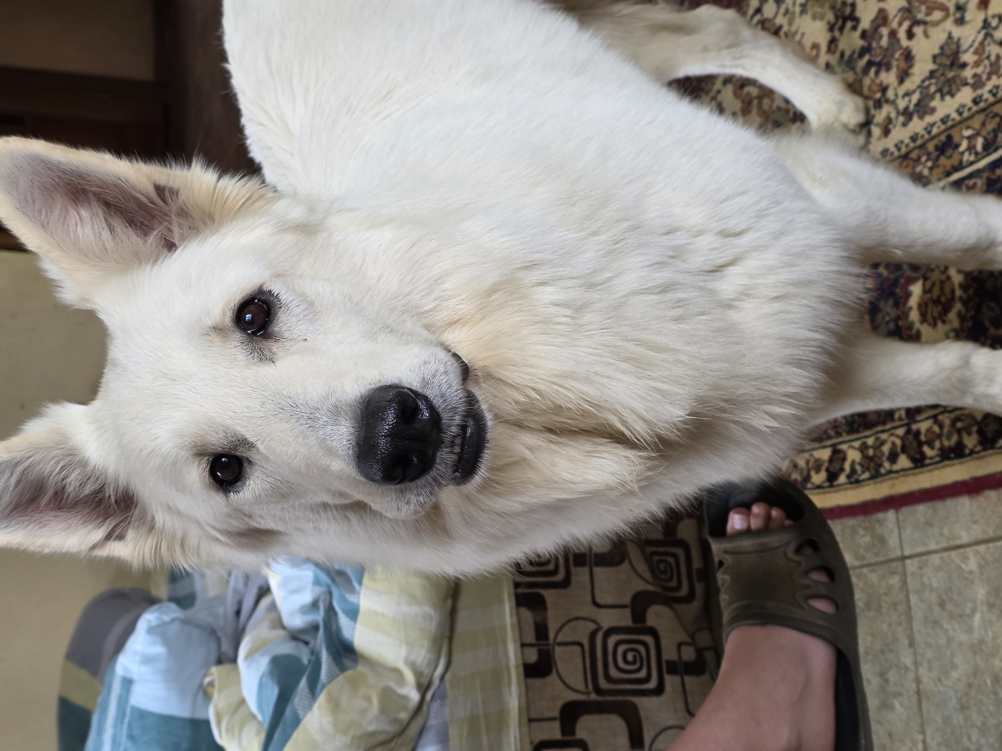 A white German Shepherd dog stands on a patterned rug in what appears to be a bedroom. The dog is facing the camera, with its head slightly tilted. In the foreground, a person's left foot wearing a dark green slide sandal is visible. The background shows a bed with striped bedding and a wall. The location of this image is not specified.