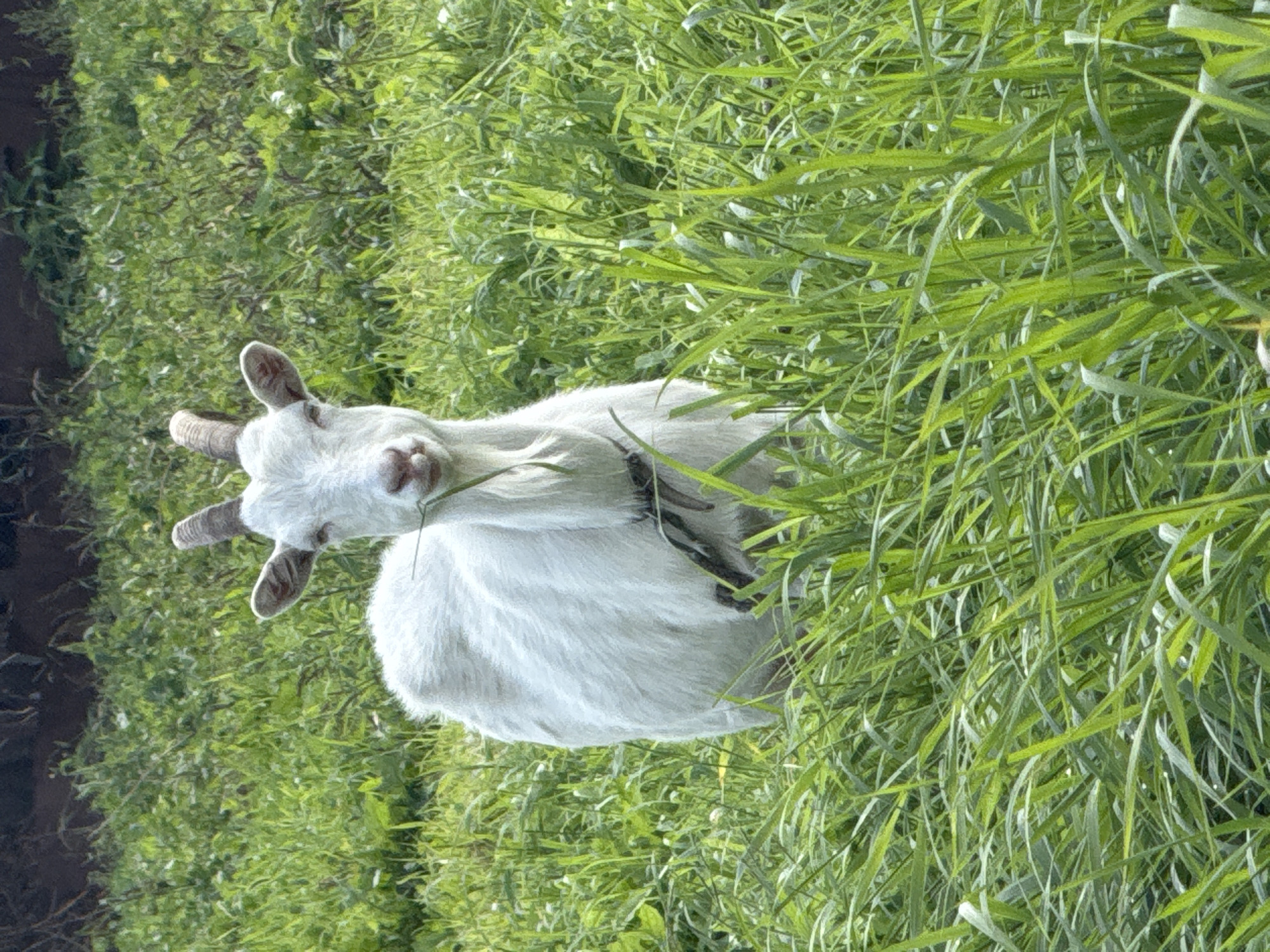 A white goat stands in a field of tall green grass. The goat is facing forward and chewing on a blade of grass. The goat has small horns and a black collar. The background is a blur of green foliage and a dark brown area that may be trees or a fence. The lighting suggests it is daytime, likely sunny. There is no indication of a city or specific location within a city.