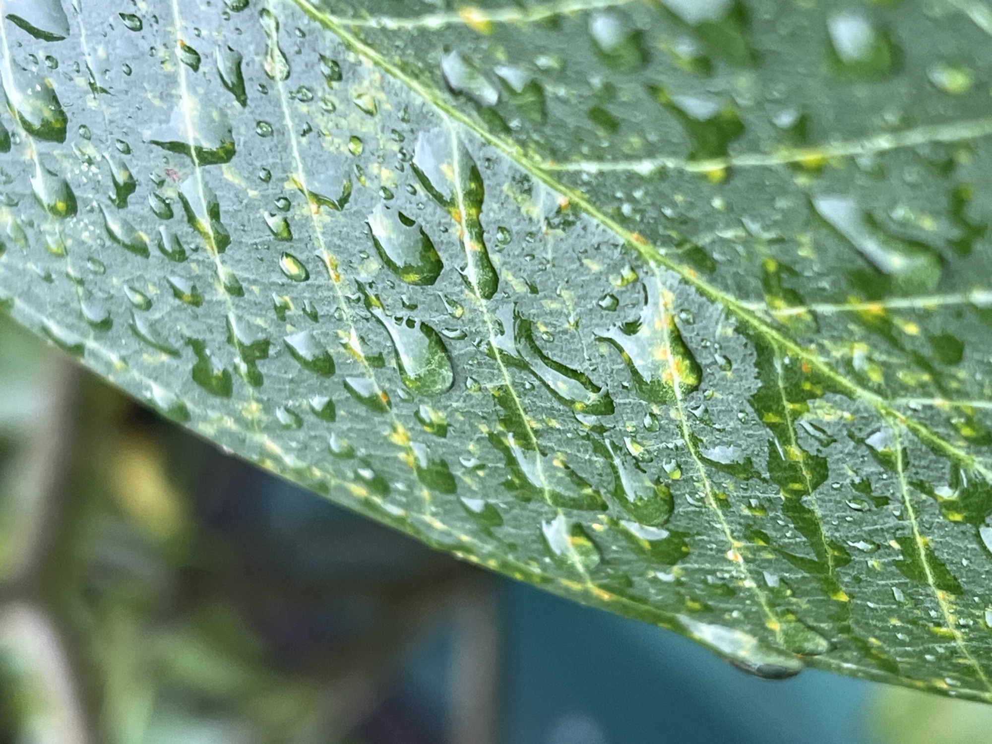 The image captures a close-up view of a green leaf covered in water droplets. The leaf's veins are prominent, running parallel across the frame. Small, yellow patches are visible on the leaf's surface. The background is blurred, suggesting an outdoor setting with greenery. The image was taken in Ubud District, Indonesia.
