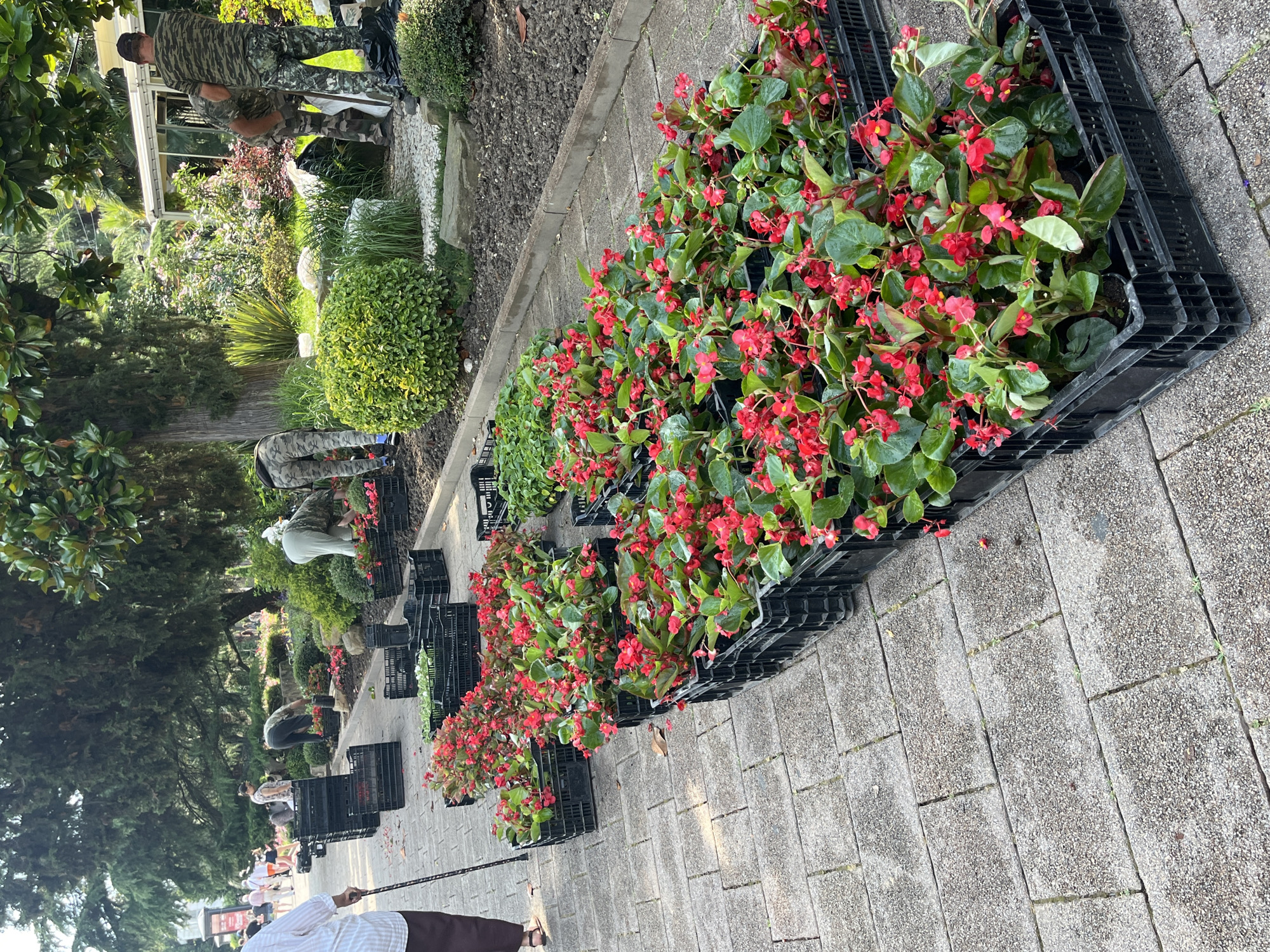 In an outdoor urban park setting, a row of black plastic crates filled with blooming red begonia plants is arranged along a paved pathway. Several individuals are present, engaged in gardening activities, with some tending to the plants and others in the background. The scene is characterized by lush greenery, with trees and bushes surrounding the area, and a cloudy sky overhead. The pathway is constructed with gray, rectangular paving stones.