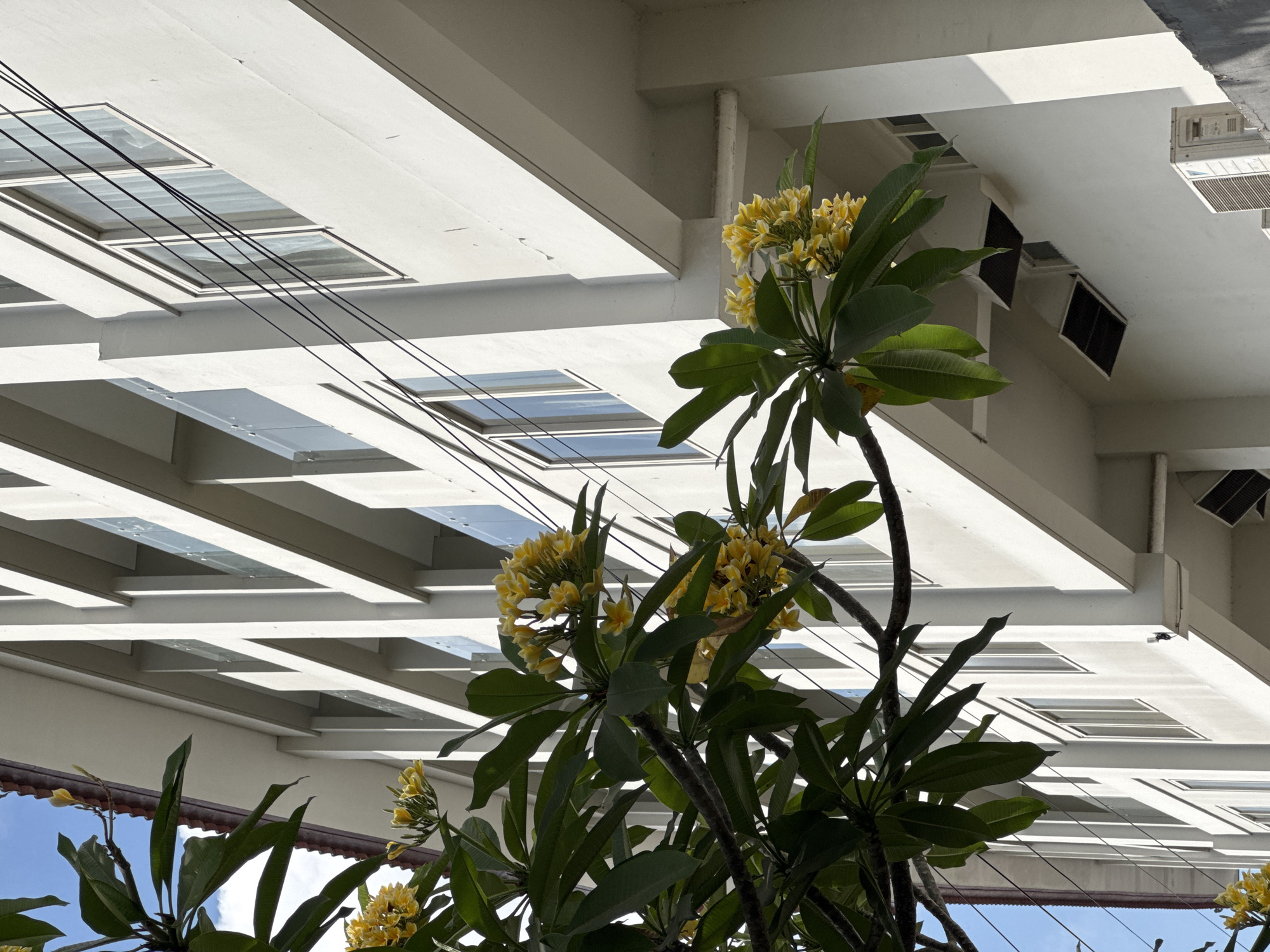 This is a medium-angle, eye-level, outdoor shot of a modern white building with a frangipani tree in the foreground. The building appears to be several stories tall, with a repetitive design of vertical pillars and horizontal balconies with glass railings. Numerous windows with white frames are visible on each level. Electrical wires are strung across the building facade. The frangipani tree has dark green leaves and clusters of small yellow flowers. The sky above is blue with some white clouds. The scene is likely located in Kuta Selatan, Indonesia, given the architectural style and tropical foliage.
