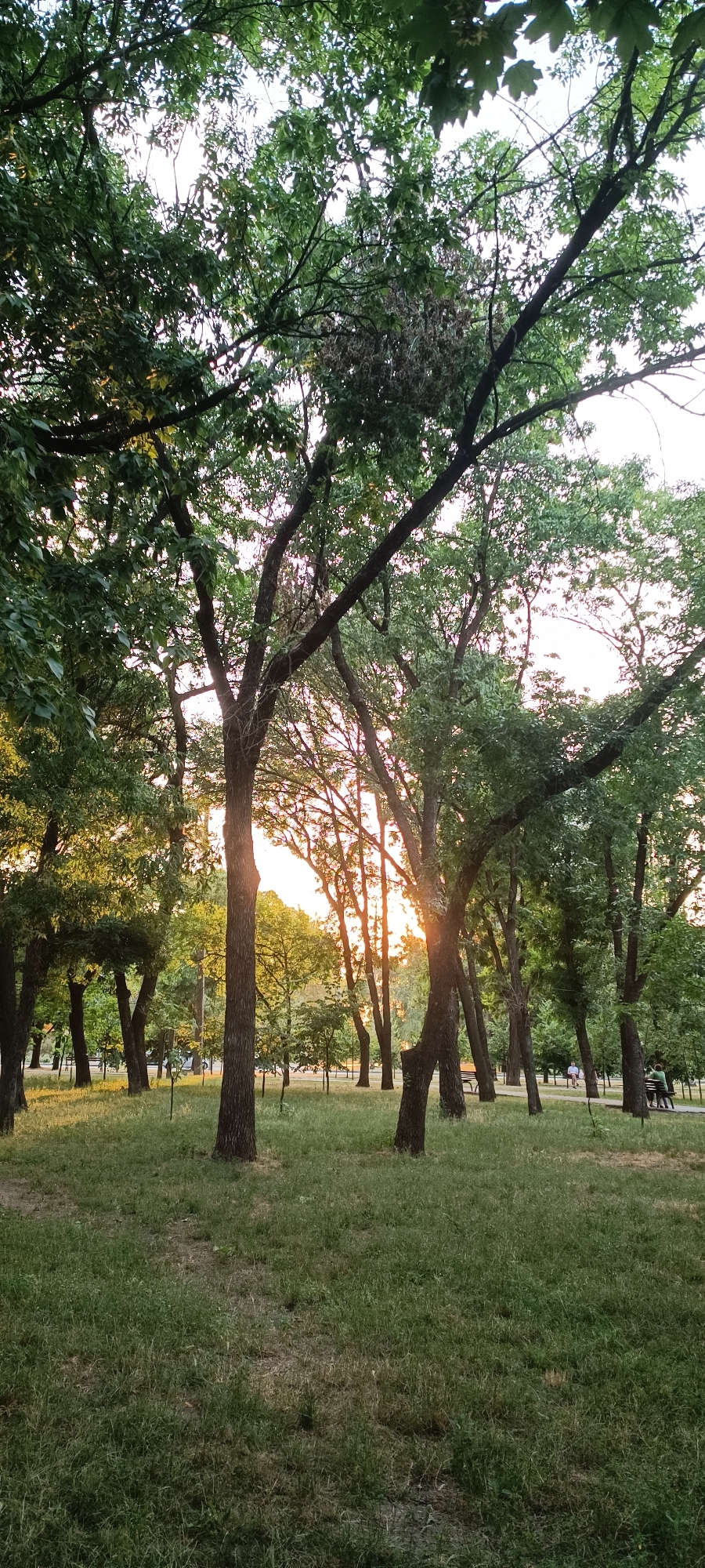 A park scene is depicted, with a focus on a stand of trees. The sun is low in the sky, casting a warm glow through the foliage, suggesting it is either sunrise or sunset. The ground is covered in grass, with some bare patches. In the background, there are hints of a path and some figures, possibly people, sitting on benches. The trees are tall and leafy, with thick trunks. One prominent tree in the foreground has a noticeable nest in its upper branches. The overall impression is one of a peaceful, natural setting within an urban environment. This scene is likely from one of Zaporizhzhia's numerous parks, such as Park imeni Yavornytskyi or Central Park.