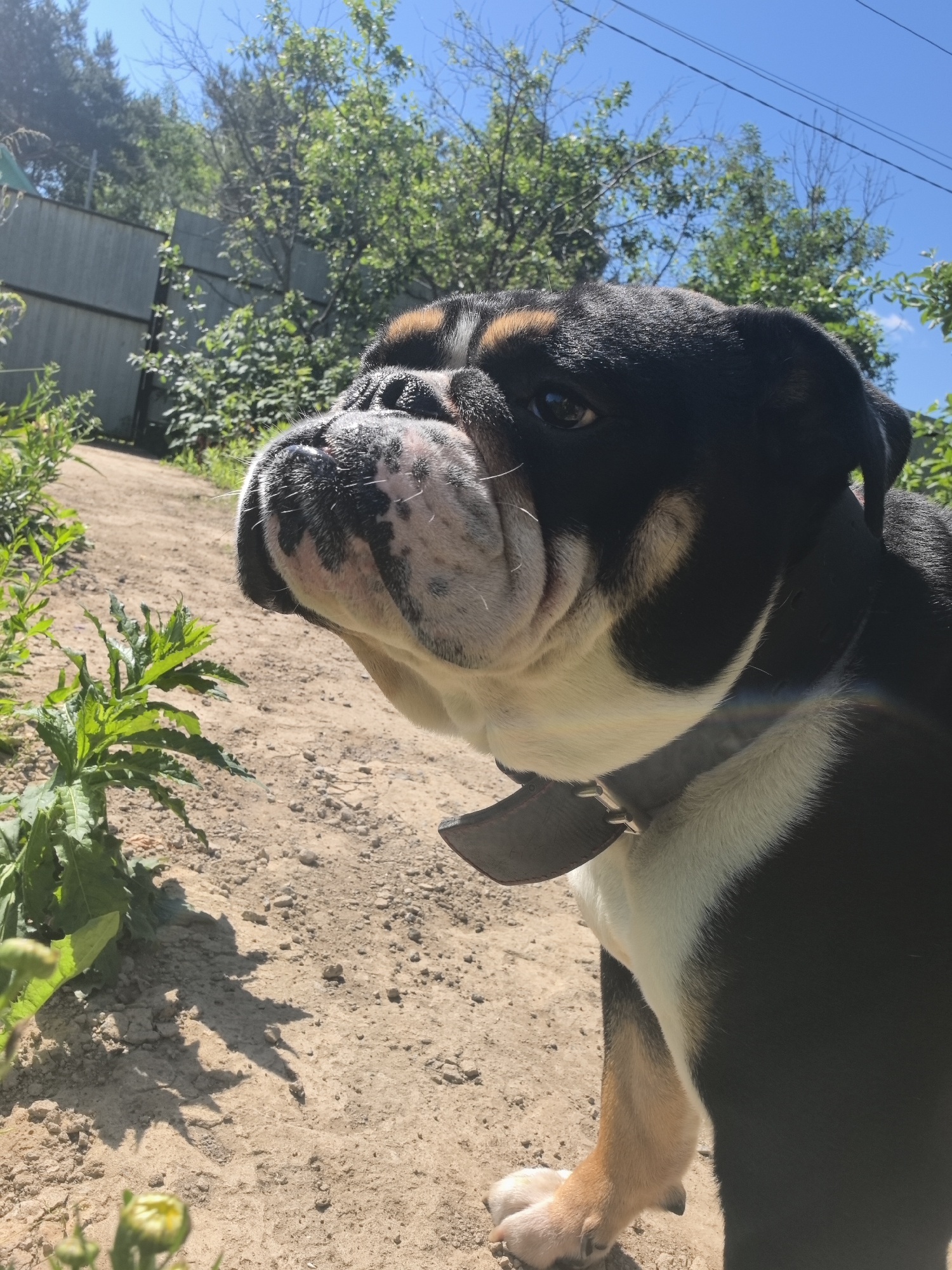 This is a close-up, medium shot of a black and white bulldog in an outdoor, rural setting, likely in Noviy, Russia, given the context. The dog is facing left, with its head tilted slightly upwards. Its muzzle is wrinkled, and its eyes are dark. A dark collar is visible around its neck. The ground is sandy or dirt, with some green vegetation to the left of the dog and in the background. A metal fence is visible behind the vegetation, and trees and a clear blue sky are in the background. The lighting suggests it is daytime, with sunlight casting shadows. The composition focuses on the dog's face and upper body.