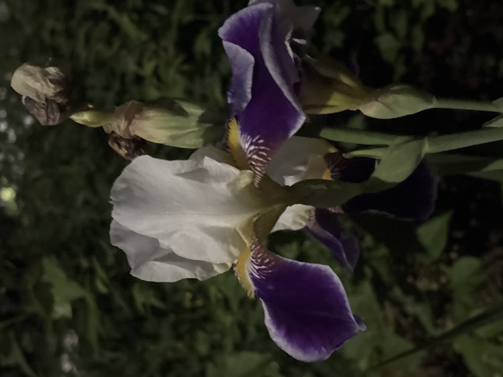 A close-up, dimly lit shot focuses on a tall iris flower with white and deep purple petals. The flower's bloom is prominent in the center, featuring delicate white upper petals and striking purple lower petals with yellow accents and intricate brown veining. The stem and some unopened buds are also visible, with dried brown husks on one bud. The background consists of dark, out-of-focus foliage, suggesting an outdoor environment at dusk or night. There are no people or animals present in the image. The scene appears to be a garden or natural setting in the city of Chaikovsky, Russia, based on the provided context.