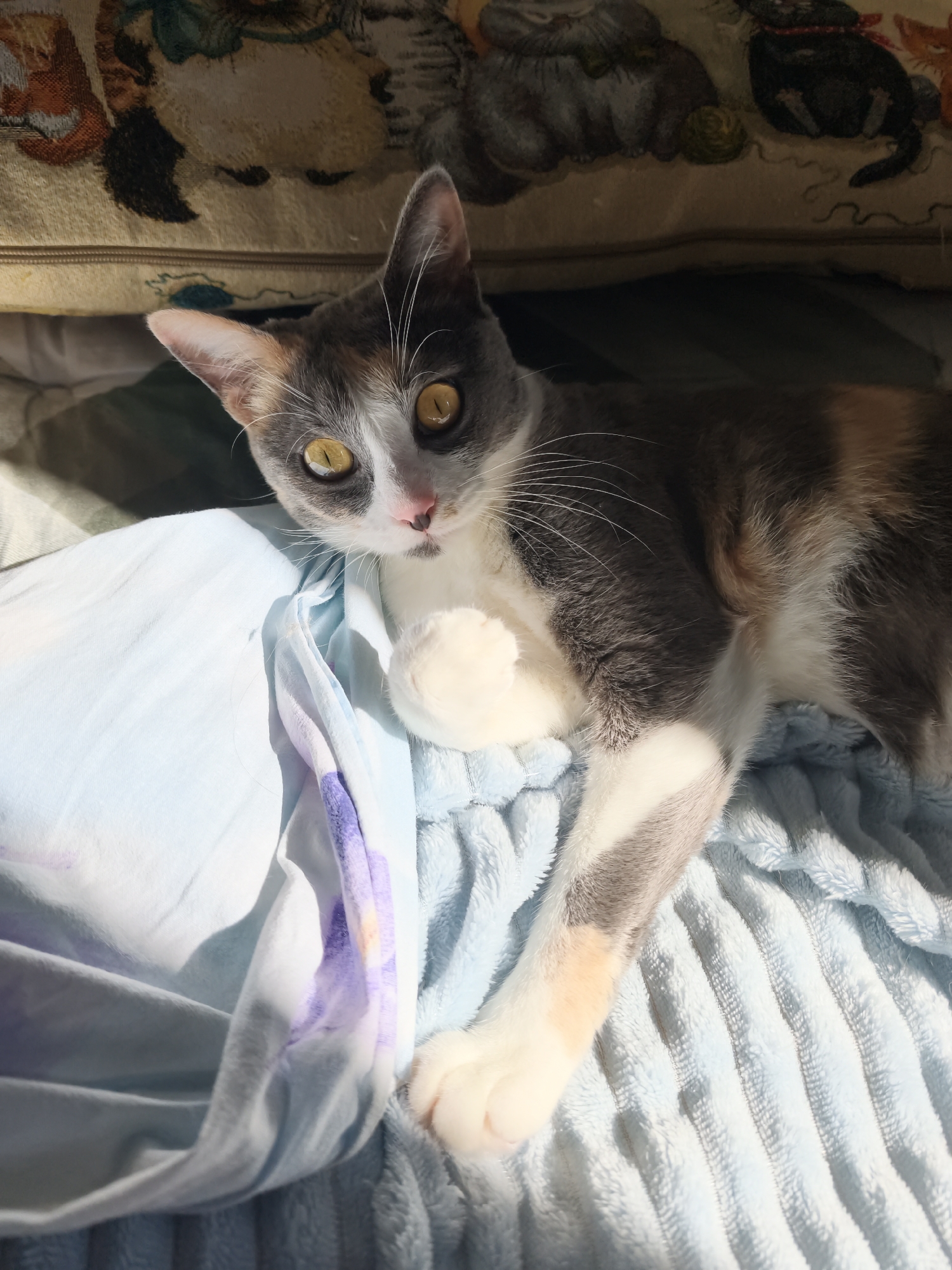 A calico cat with yellow eyes is lying on a blue plush blanket and a light blue fabric with a purple watercolor design. The cat is looking up at the camera. Sunlight is streaming in from the left, casting shadows on the blanket. In the background, a patterned pillow with images of cats is visible. The scene appears to be indoors, possibly in a home, and there are no specific indicators to suggest a location in Sochi, Russia.