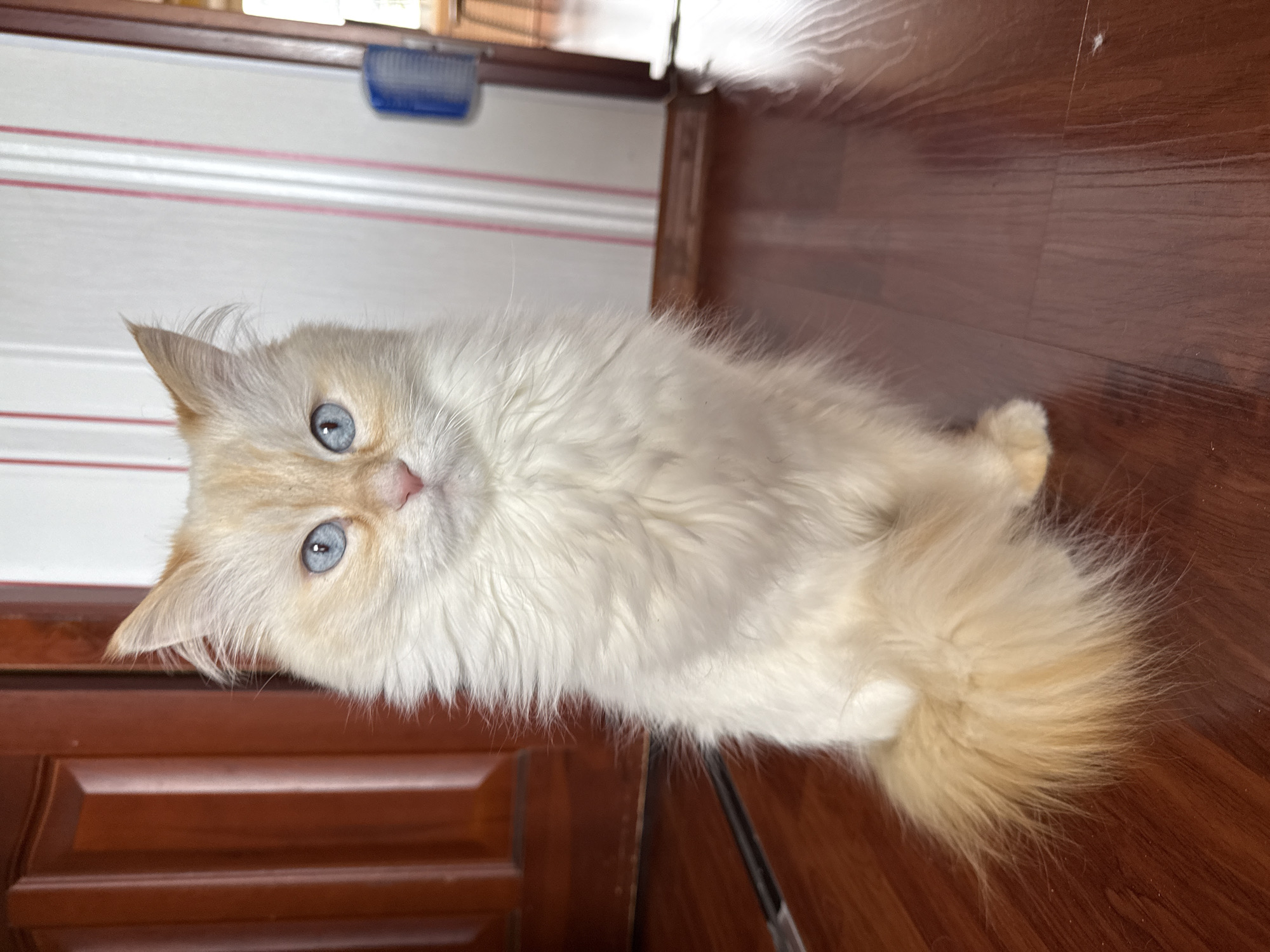An indoor, eye-level shot, rotated 90 degrees clockwise, features a long-haired cat with light cream-colored fur and prominent blue eyes. The cat's fur appears white on its body, transitioning to a light ginger or orange hue on its ears and a fluffy tail, suggesting a pointed breed like a Ragdoll or Himalayan. It is positioned on a polished wooden floor, which has visible grain and reflections.
The cat is looking directly at the camera with an attentive and calm expression. Its ears are slightly pointed and adorned with wisps of fur. Behind the cat, a light-colored wall with two horizontal, thin reddish-pink stripes is visible. To the left, a dark brown wooden surface, possibly a door or a piece of furniture with paneling, is present. In the background, a blue brush hangs on a lighter-colored wall or shelf, and some natural light suggests it is daytime. No text is visible.