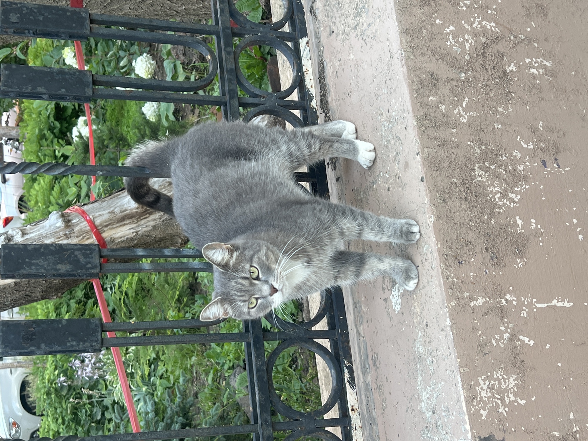 A grey tabby cat with white paws and a white chest stands on a beige concrete ledge in front of a black metal fence. The cat is facing left, with its body angled towards the viewer. Its tail is curled upwards. Behind the fence, lush green foliage and some white flowers are visible. A thin red ribbon is tied around a tree trunk on the left side of the frame. The environment suggests an outdoor urban setting.
