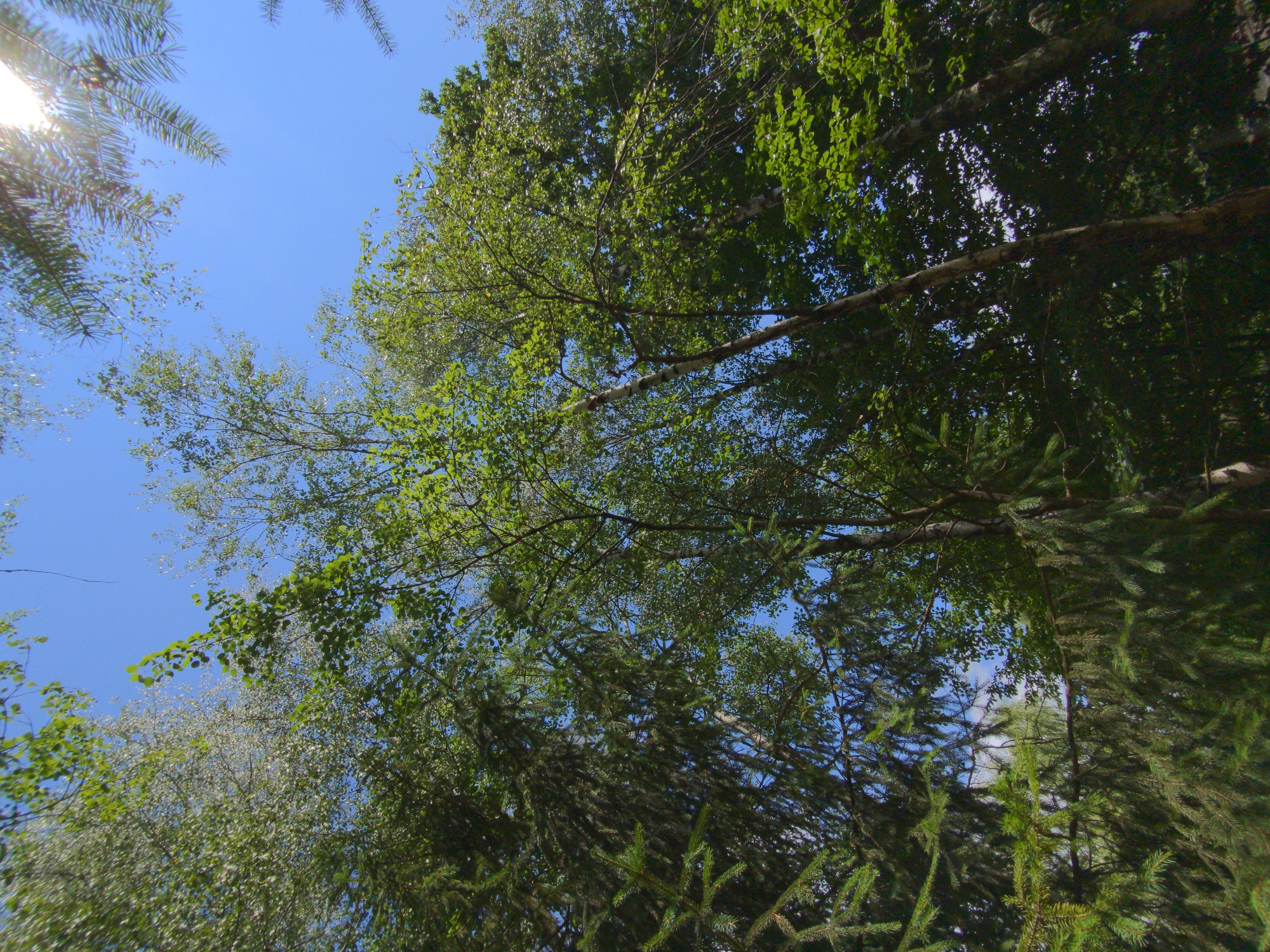This is a low-angle, wide shot of a forest canopy against a bright blue sky in Holubyne, Ukraine. The foreground is dominated by the dense, dark green needles of evergreen trees, obscuring much of the sky. Behind these, lighter green deciduous trees, likely birch, with their characteristic white bark, are visible. The leaves of these trees are bright green and appear to be catching the sunlight, creating a dappled effect. The sun itself is visible in the upper right corner, partially obscured by evergreen branches, casting a lens flare. The overall impression is one of a dense, vibrant forest with a clear sky above.