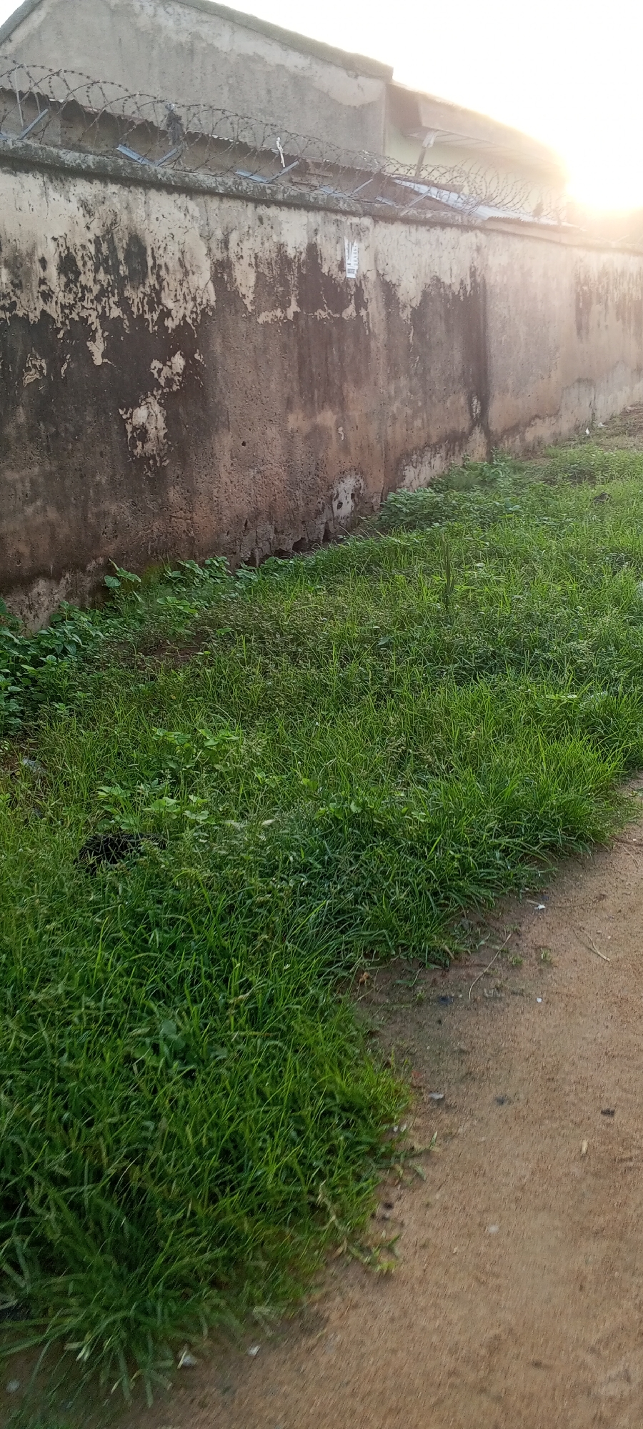 An outdoor shot shows a concrete wall in Jalingo, Nigeria, topped with barbed wire. The wall is aged and weathered, with peeling paint and water stains. To the right of the wall, a patch of lush green grass grows. The sunlight streams in from the right, creating a bright glare. A dirt path runs along the right edge of the frame, bordering the grass.