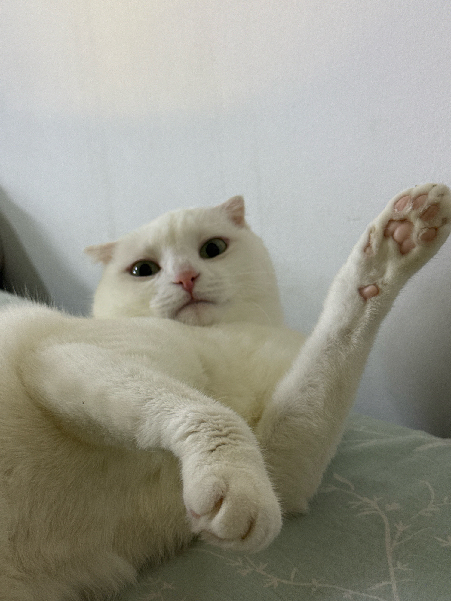 A fluffy white cat with folded ears is lying on its back on a light blue pillow with a subtle floral pattern. The cat's belly is exposed, and its front paws are resting on its chest. One of its hind legs is extended upwards, revealing its pink paw pads. The cat's head is turned towards the camera, with its green eyes wide open and its mouth slightly ajar, giving it a surprised expression. The background is a plain, light-colored wall, with some subtle shadows indicating a light source from the right. The scene appears to be indoors, likely in a home environment. There is no indication of the city of Bishkek City, Kyrgyzstan, or any other specific location in the image.