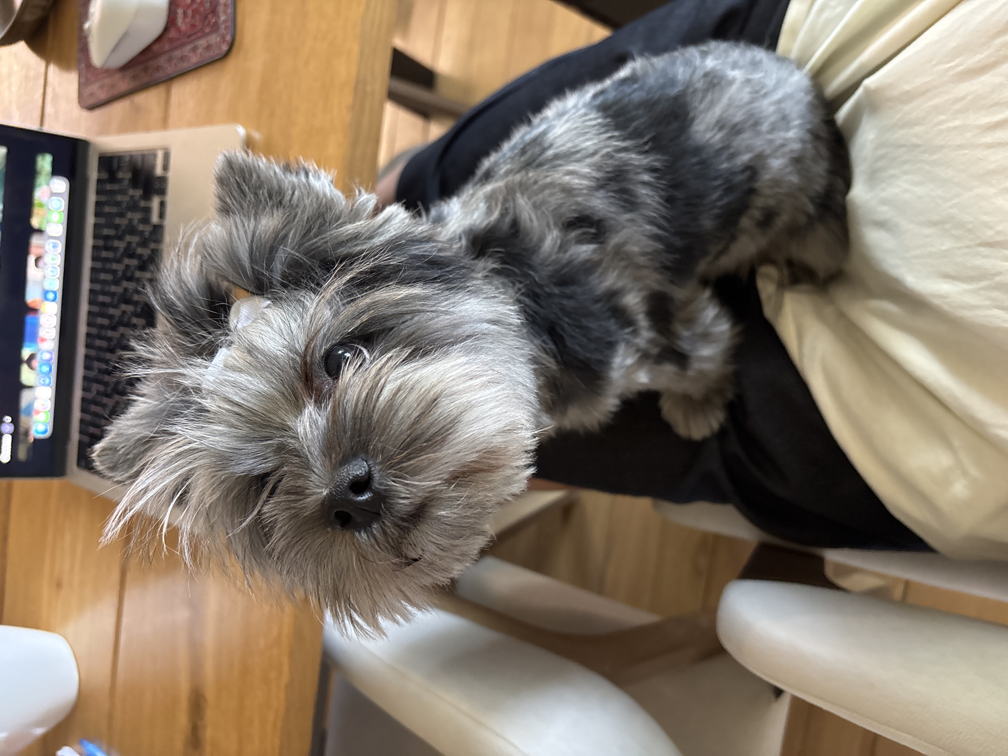 A close-up shot of a gray and black dog, possibly a Yorkshire Terrier or a similar breed, is positioned in the lap of a person. The dog's face is in sharp focus, with its nose and eyes prominent. The dog is resting on a light-colored garment, likely a shirt or blanket, which is on the person's lap. The person is wearing a black garment beneath the light-colored one. A laptop is partially visible on a wooden surface next to the person, with the screen displaying various icons. A wooden table is also visible. White chairs are visible. The location is not evident from the image.