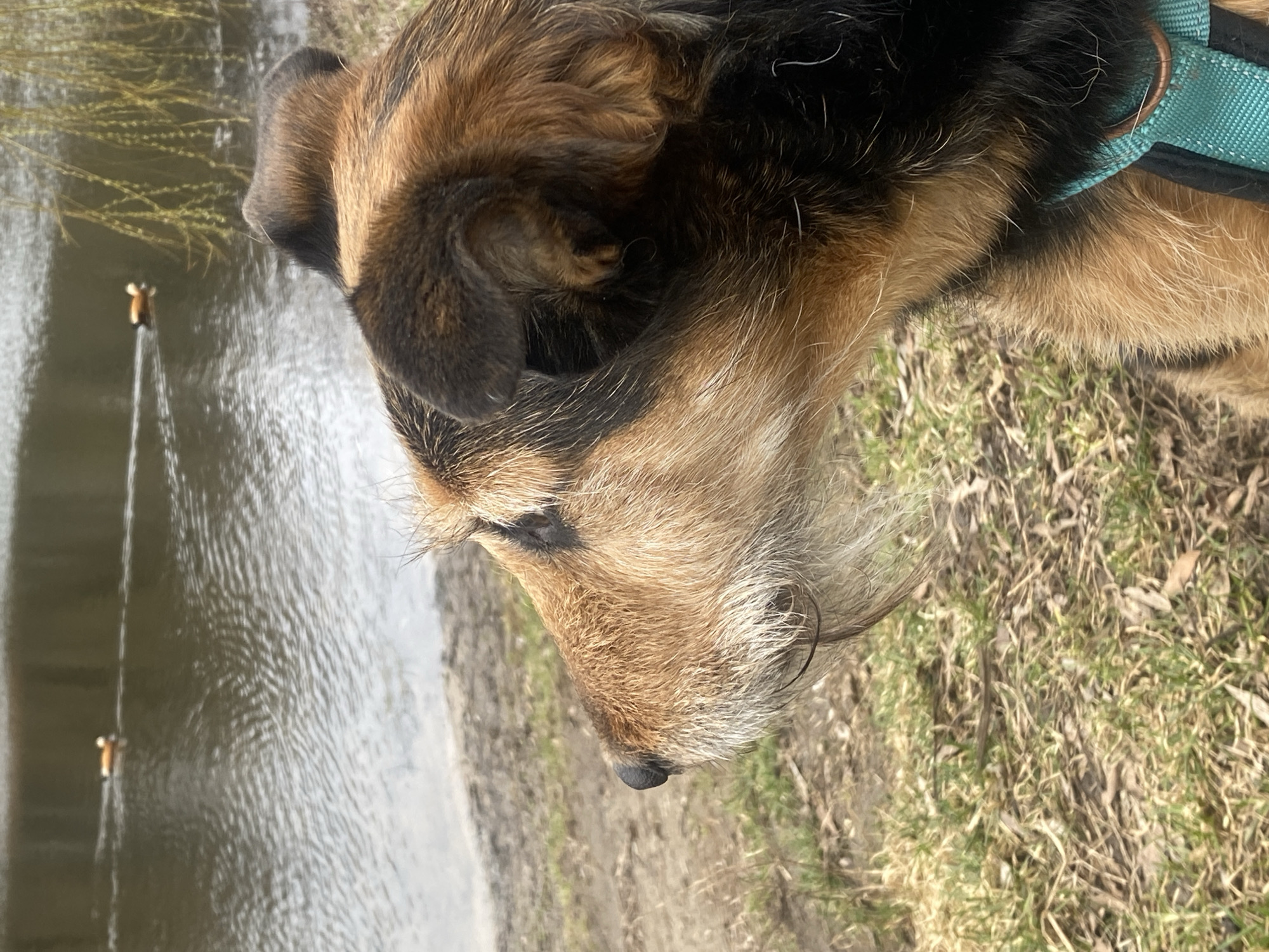 A medium, close-up shot of a dog with brown, tan, and black fur, wearing a light blue collar, positioned on grass near water. The dog is oriented towards the water with its head slightly tilted down. The water appears to be a lake or pond with tree branches and two orange objects (possibly floats or buoys) visible in the distance. The environment consists of grass and dirt. There are no people visible. The location is unknown, Moscow, Russia is not confirmed.