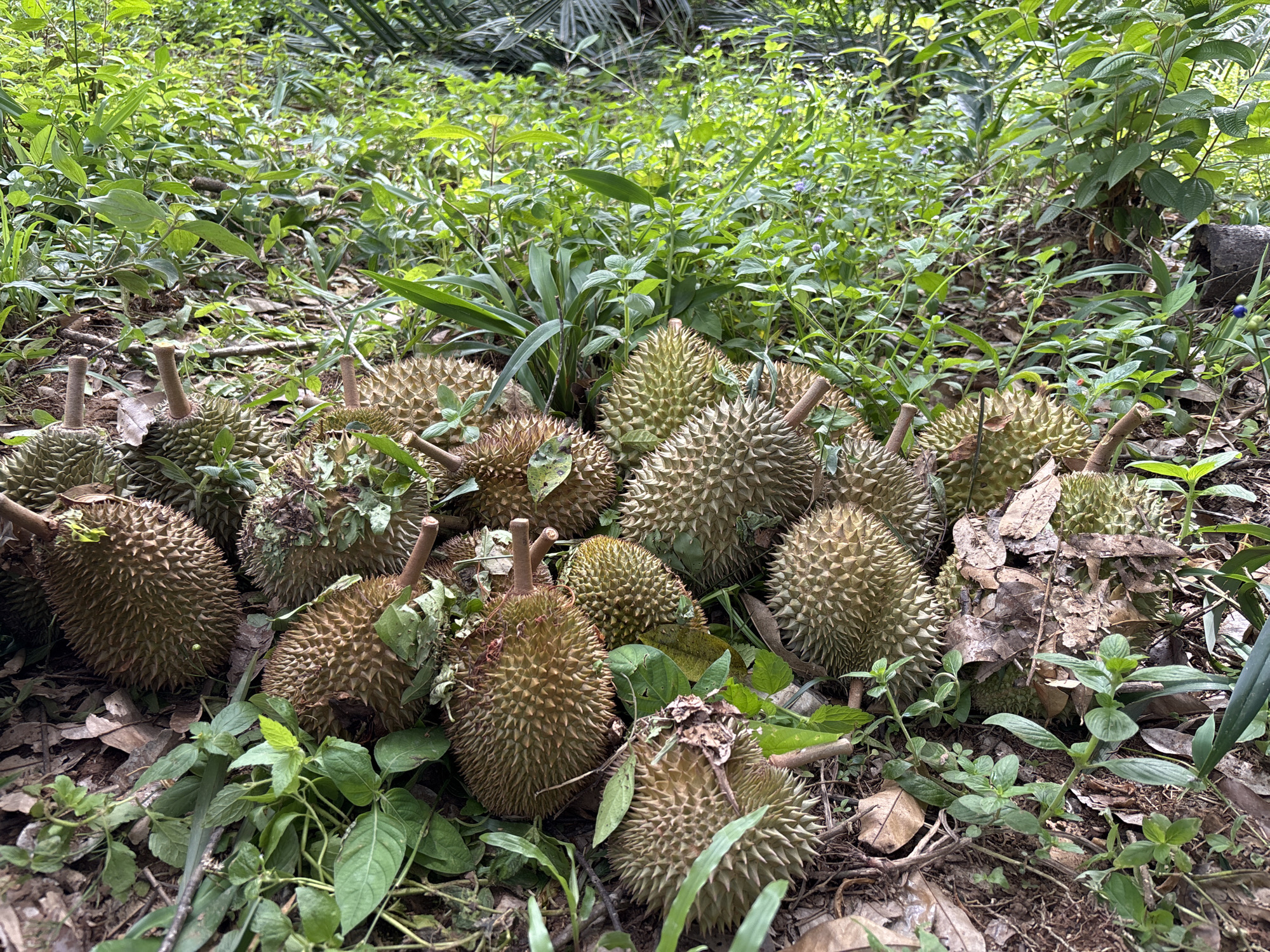 A pile of durians lies on the forest floor surrounded by vegetation. The durians are spiky and brown, with some showing green leaves and stems. The ground is covered with dry leaves, dirt, and small green plants. In the background, there are taller green plants and trees. The scene appears to be outdoors in a natural environment, possibly a durian plantation or a wild area where durians grow.