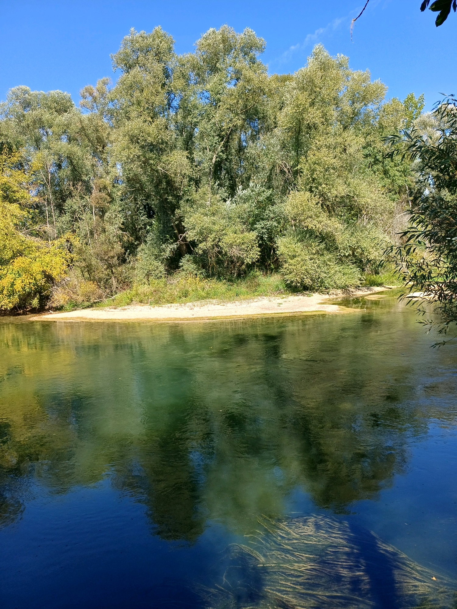 The image shows a serene natural landscape likely captured during daylight hours under a clear blue sky. A tranquil river dominates the foreground, its surface reflecting the surrounding vegetation and the sky. The water is clear enough to reveal submerged aquatic plants on the riverbed in some areas. A sandy bank separates the river from a dense line of trees and foliage that forms the background. The vegetation appears lush and varied, with some trees exhibiting autumnal colors of yellow and green, suggesting the season might be late summer or early autumn. The overall impression is one of peaceful natural beauty. The location is identified as Torcy-le-Petit, France. There are no people or animals visible in the image.