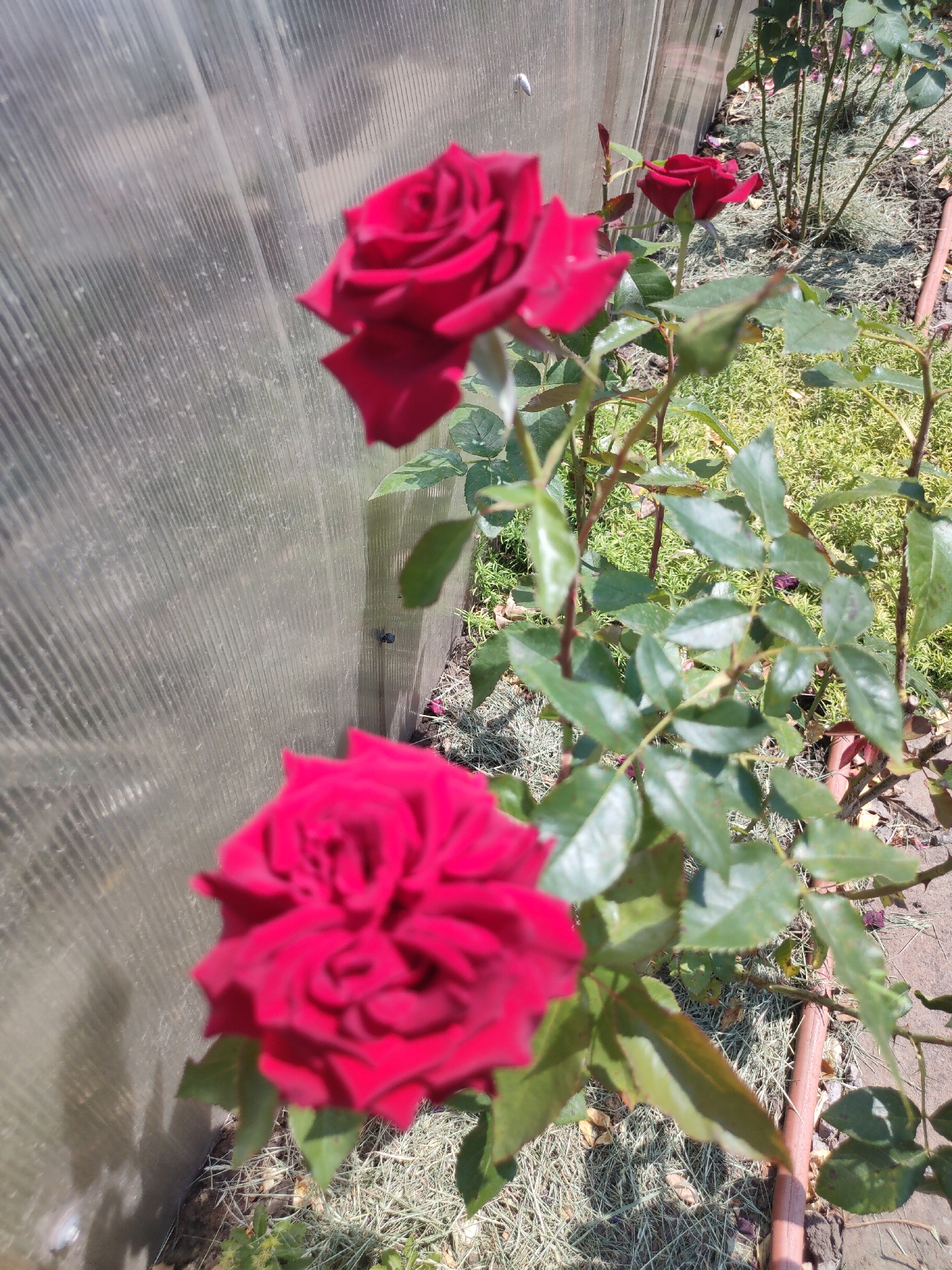 The image shows a rose bush with several red roses in bloom. The bush is located in an outdoor setting next to a translucent, ribbed wall, possibly part of a greenhouse or a similar structure. The ground is covered with dry grass and fallen leaves. In the background, other rose bushes and plants are visible. The scene appears to be a garden or a park in Velykodolynske, Ukraine. There are no people or animals in the image.