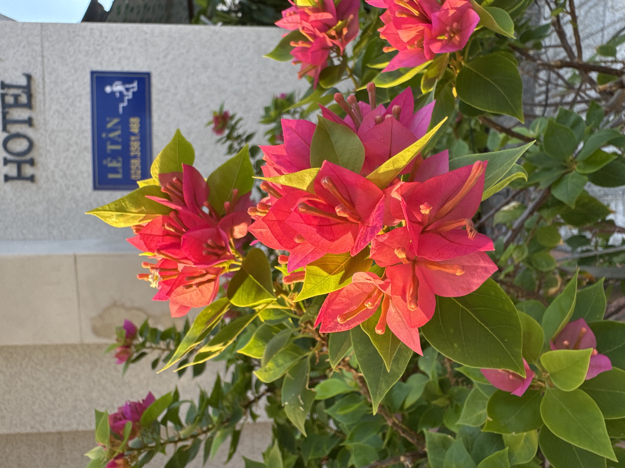 A close-up shot of vibrant pink bougainvillea flowers with green leaves is in the foreground. In the background, a beige building with the word "HOTEL" is visible at the top. Below "HOTEL" is a blue sign with white text and a silhouette of a person climbing stairs, indicating "LÊ TÂN" (reception) and a phone number. The image appears to be taken in a city setting, likely Nha Trang Ward, Vietnam, given the Vietnamese text on the sign.