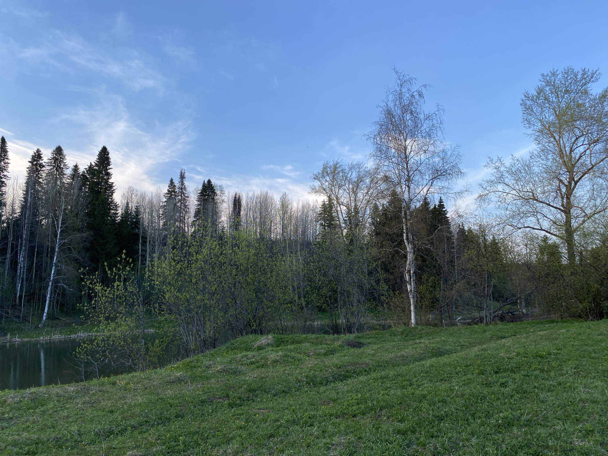 The image depicts a landscape in Баклуши, Russia. In the foreground is a green grassy field. Beyond the field, there is a dense area of trees, including birch trees, evergreens, and other varieties, some with budding leaves. A body of water, likely a pond or lake, is partially visible behind the trees on the left side of the image. The sky is blue with some wispy clouds. The overall impression is of a natural, wooded area.