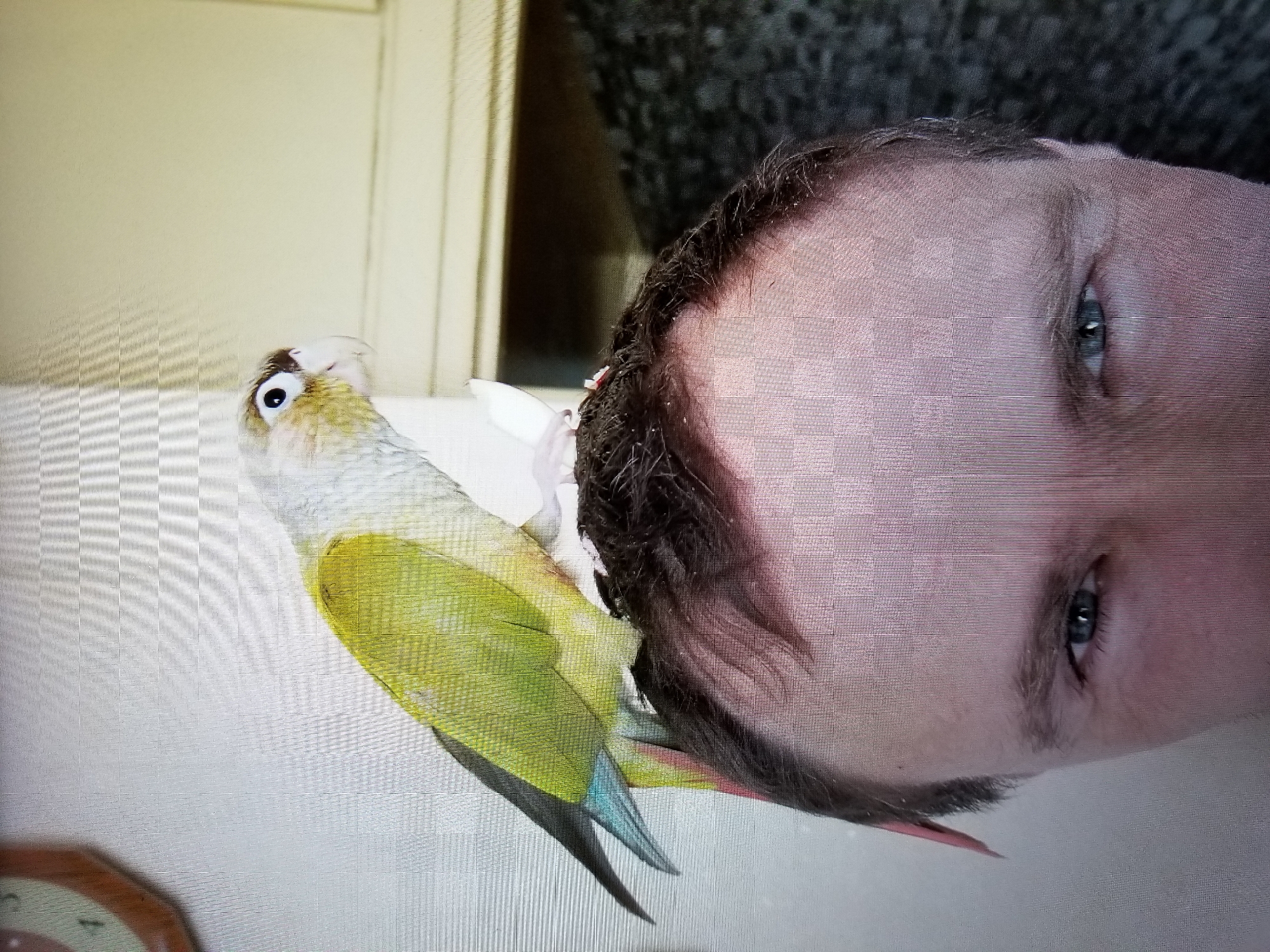 A close-up, eye-level, medium shot shows a person's head from the eyes up, with a green-and-yellow conure parrot perched on top of their head. The person's head is mostly in the foreground, with their eyes visible and looking towards the viewer. The parrot is positioned towards the right side of the frame, its body angled to the left, with its head turned to the right, looking away from the viewer. The parrot has a white face with yellow accents and a black eye. Its body is primarily green, with some yellow on its chest and wings. Its tail feathers are tipped with blue. The person has short, dark brown hair. The background consists of a light-colored wall and a darker, textured surface on the right. There is a partial view of a clock on the wall in the upper left corner. The scene appears to be indoors. The location in Tiraspol, Moldova is not discernible from the image.