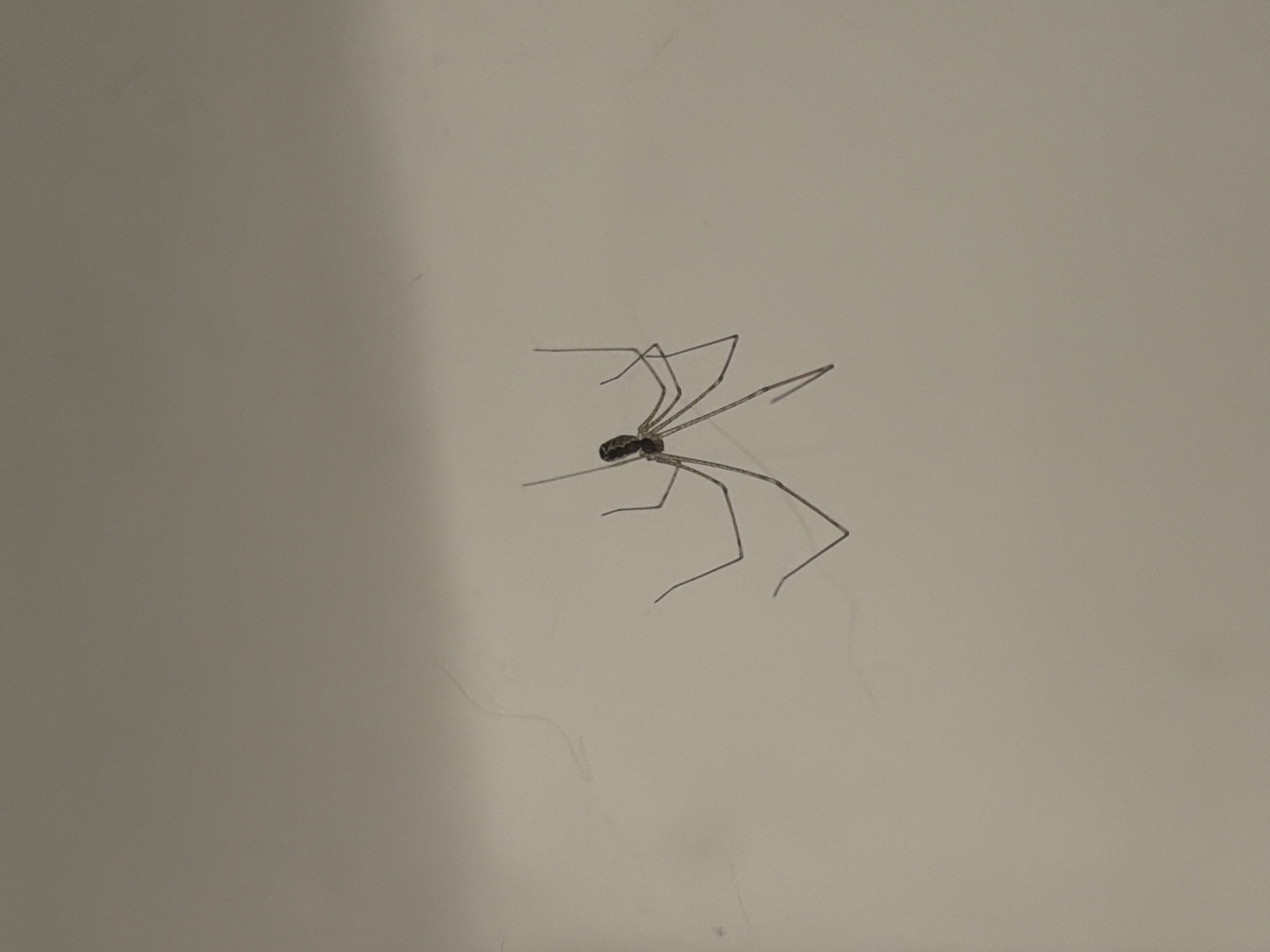 A spider is on a white, smooth surface. The spider has a small, dark body and long, thin legs.