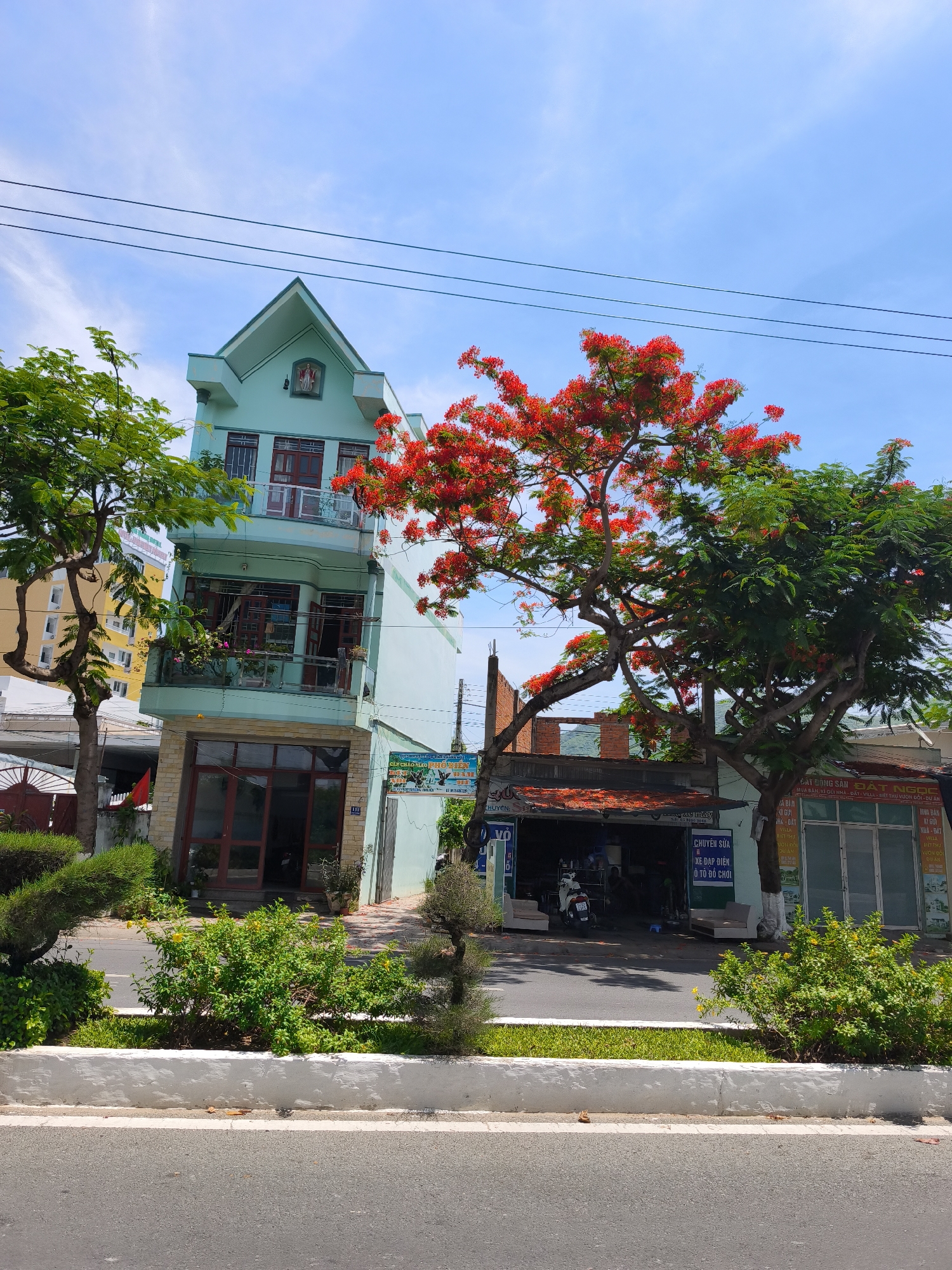 This is a bright, eye-level, medium shot of a pale green, multi-story building on a sunny day in Bac Nha Trang Ward, Vietnam. A vibrant red-flowered tree in full bloom is prominently featured in the foreground, its branches arching over the street and partially obscuring the building. To the left of the building, a mature green tree with sparse foliage stands. A yellow, multi-story building is visible in the background, to the left of the pale green building. The pale green building has a gabled roof and several floors with balconies and windows. The ground floor appears to be a commercial space with a glass storefront. In front of the buildings, a sidewalk and a grassy median separate the street from the buildings. A white concrete curb borders the median. The street in the foreground is paved and appears to be a typical city street. There are a few signs with Vietnamese writing on them, suggesting various businesses or services. No people are clearly visible in the image. The sky is clear blue with a few wispy clouds. The overall impression is one of a lively, urban street scene on a beautiful day.