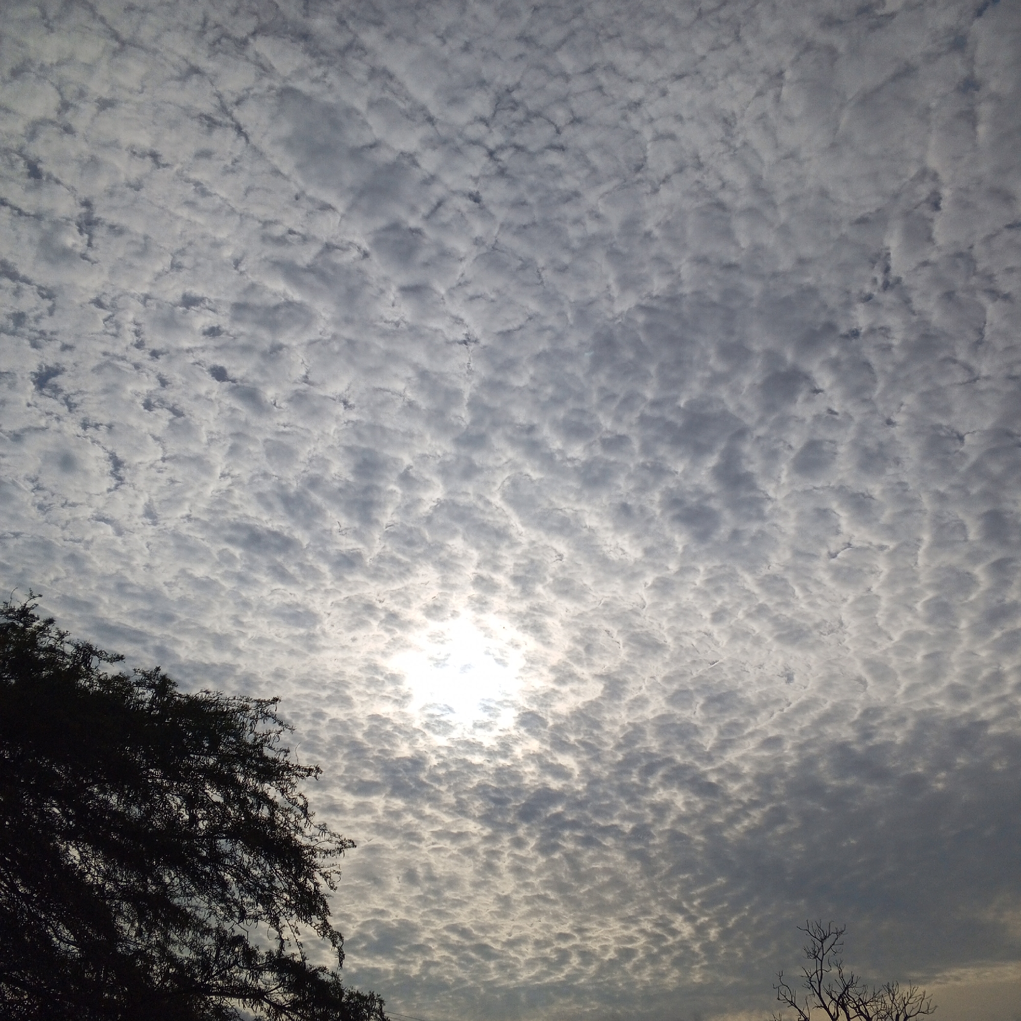 The image shows a sky filled with altocumulus clouds. The sun is visible through a thin layer of clouds, appearing as a bright, diffuse light source. In the lower left corner of the frame is the silhouette of a tree, partially obscuring the view of the sky. Bare branches of another tree are visible in the lower right corner. The location is Unknown, Unknown.