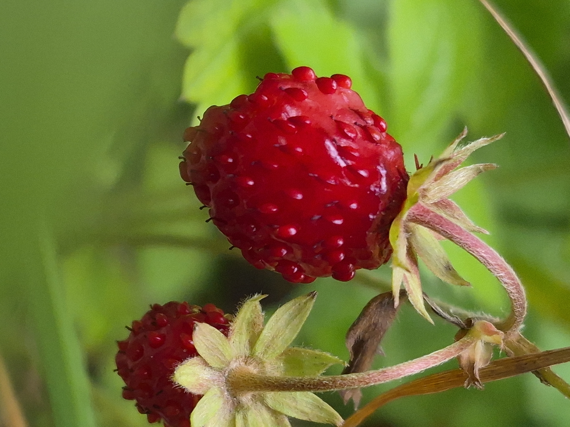 A close-up, eye-level shot shows two wild strawberries on a stem against a blurred green background. The strawberry in the foreground is larger and brighter red, with a textured surface dotted with small seeds. Its calyx is a light green with pinkish-red accents and fine hairs. Behind it, to the right, a second, smaller strawberry is visible, also red and with its green calyx. Thin, dry stems and a single green leaf are also present. The lighting suggests natural daylight. The image does not contain any elements that would suggest a specific location within the city of Hargla, Estonia.