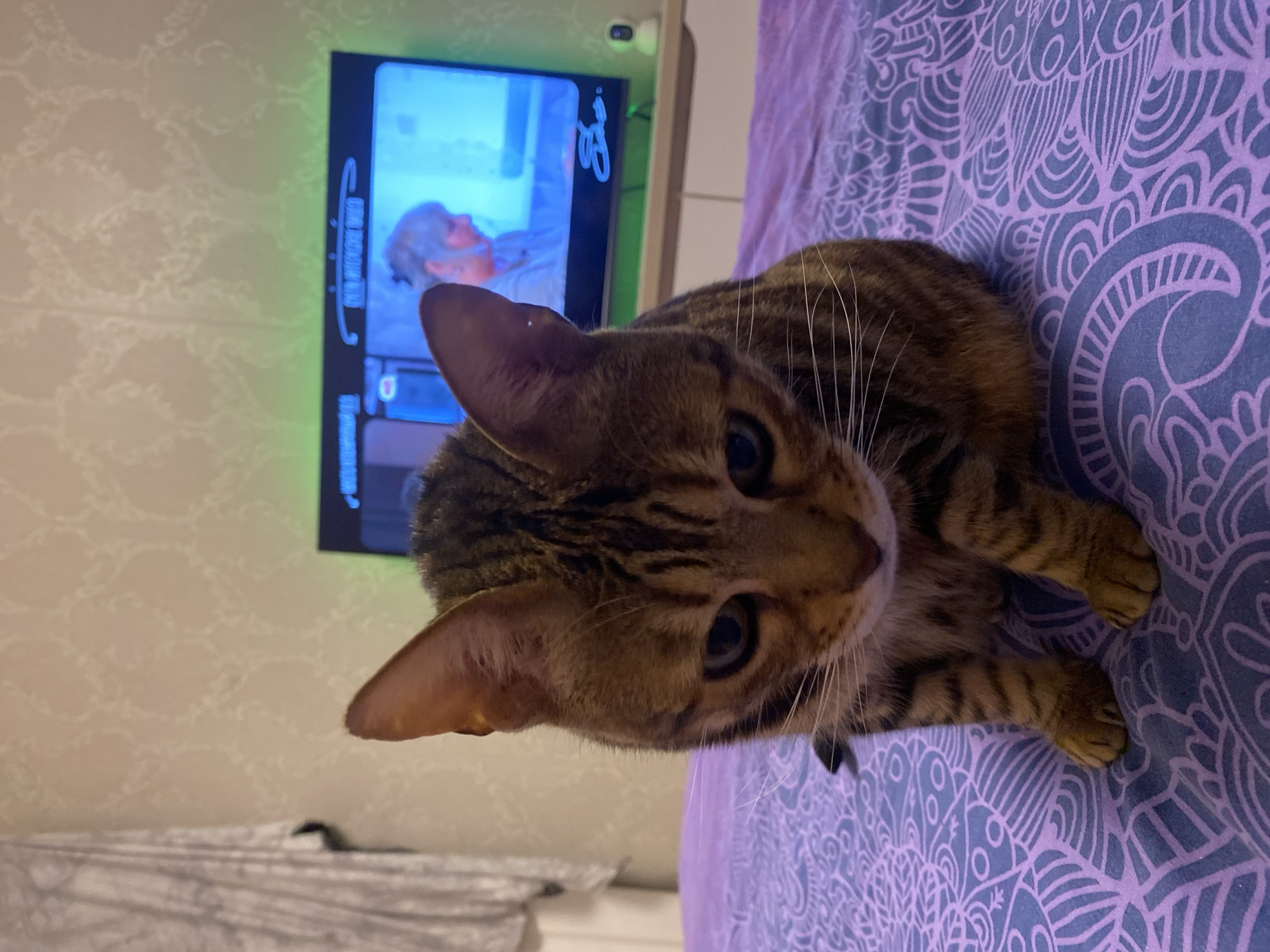 A brown and black tabby cat is lying on a purple and blue patterned bedspread. A television displaying a person lies in the background. The location and specific city of Chaikovsky, Russia cannot be verified from the image.