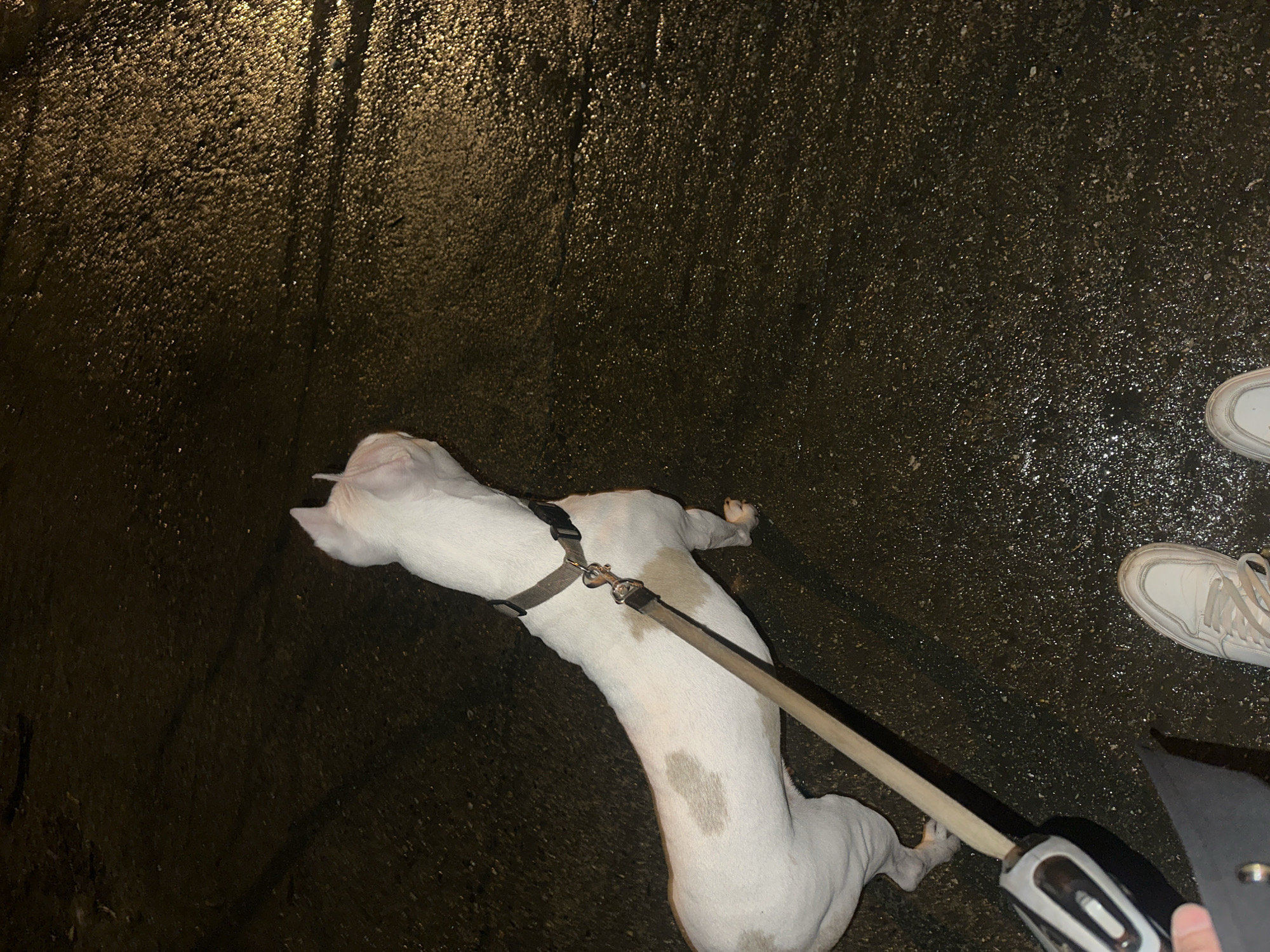 A white dog is lying on wet pavement in Sochi, Russia. The dog is on a leash being held by a person whose legs and white shoes are visible. The environment appears to be a street at night.