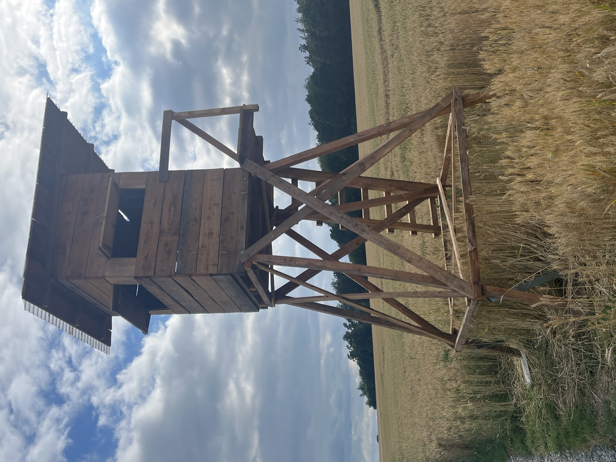 A tall, wooden hunting blind stands in a field of dry, golden crops, likely wheat or barley. The blind is elevated on a sturdy wooden frame with crisscrossing supports and a ladder leading up to a small, enclosed cabin. The cabin has two open window-like sections and a sloped, corrugated plastic roof. The surrounding environment is rural, with a dense line of dark green trees forming the horizon in the background. The sky above is partly cloudy, with patches of blue sky visible through dramatic, grey clouds. The ground around the base of the blind is covered in dry grass and crop stalks, with a gravel path visible to the left. There are no people or animals visible in the image. The scene appears to be located in a rural area, possibly on the outskirts of Neustadt, Germany, given the agricultural landscape and typical European tree line.