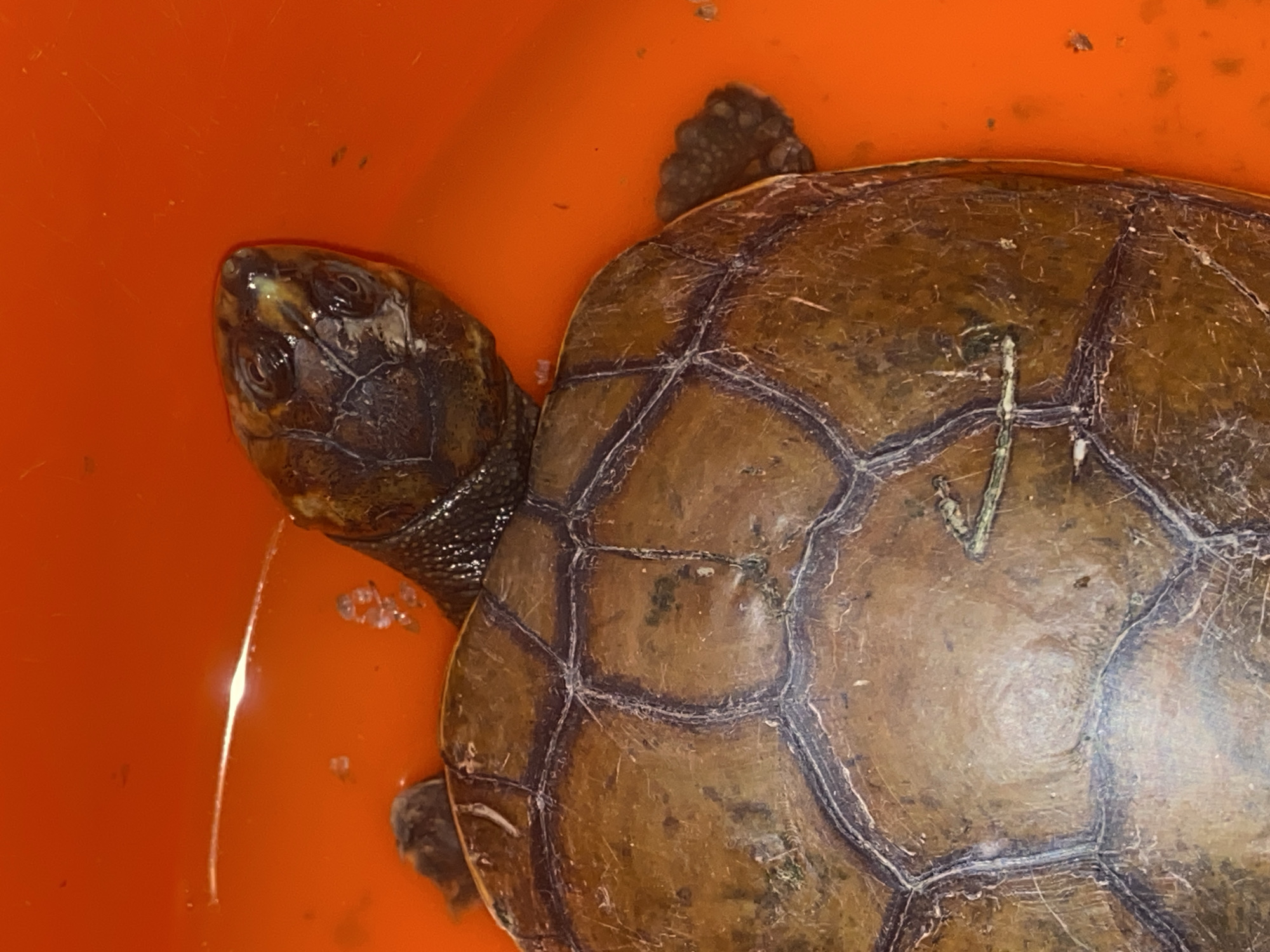 A close-up, overhead view shows a turtle's shell and head against an orange background. The turtle's shell is a mottled brown with dark lines separating its scutes. A thin, light-colored object is positioned across the shell. The turtle's head is dark brown with visible eyes and a wet snout. The orange background suggests a container, possibly a bucket, with some small debris visible. The image does not provide any information that would allow for its localization in Tinaquillo, Venezuela, or any other specific location.