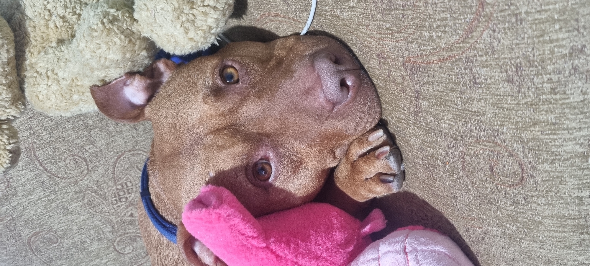 A brown pit bull-type dog lies on a textured, light brown couch or cushion. The dog wears a blue collar and is surrounded by stuffed animals, including a fluffy beige toy and a pink plush toy near its head. The dog’s paws are curled up near its nose. A white cable is visible in the upper right of the frame. The location is Unknown, Unknown.
