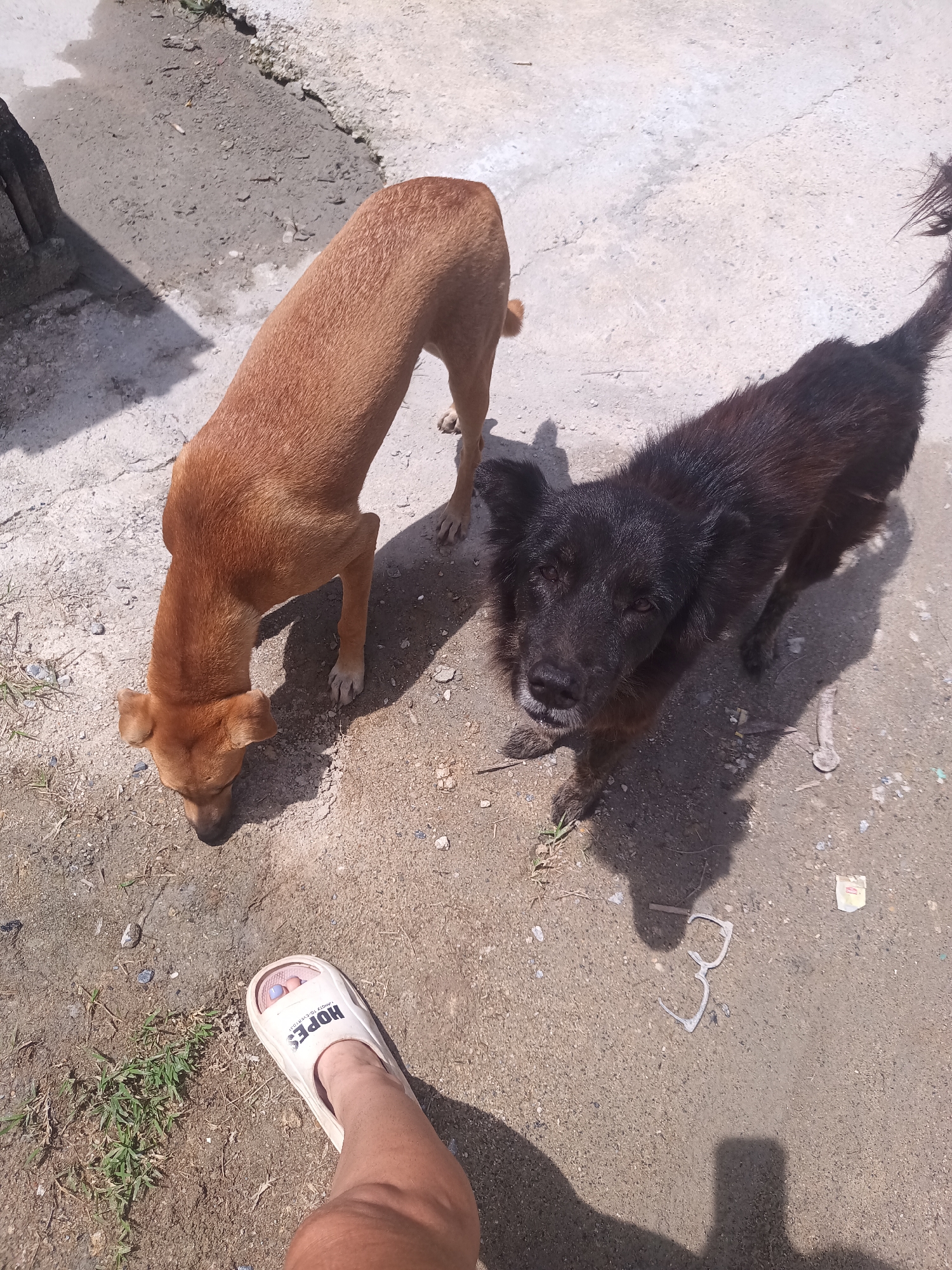 Location: Moo 4, Thailand.
Scene: Two dogs are standing on a concrete surface. One dog is light brown and has its head down, sniffing the ground. The other dog is black and is looking directly at the camera. There is a foot wearing a white sandal in the lower left corner of the image. Also on the ground, there are green plants, trash, and broken white-framed glasses. There is a shadow of a structure on the left side of the image. The lighting is bright, suggesting it is daytime.