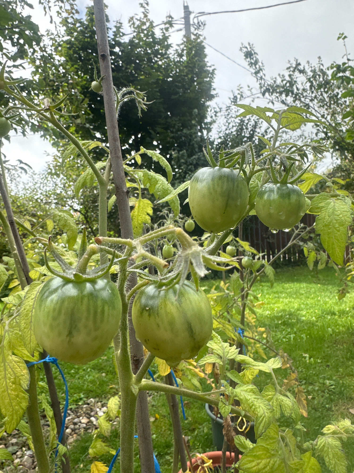 The image shows a close-up of an unripe tomato plant with several green tomatoes growing on it. The plant is staked with a wooden pole and tied with blue twine. The tomatoes are round and appear to have some water droplets on their surfaces. The background shows a grassy area, some trees, and a wooden fence. The sky is overcast. The scene is consistent with a garden setting in a rural or suburban area. Based on the metadata, the location is Памяти Революции 1905 Снт, Russia.