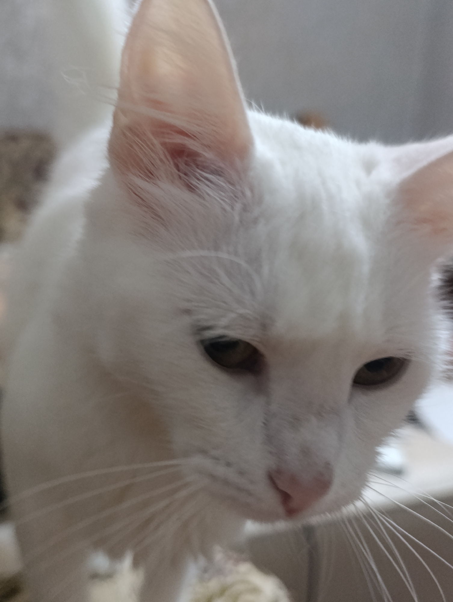 The image is a close-up, low-angle shot of a white cat's face. The cat has light brown eyes and pink ears. Its whiskers are prominent and extend outwards. The background is softly blurred, with hints of beige and grey tones, suggesting an indoor setting. There are no people or any recognizable landmarks of Baku, Azerbaijan visible in the image.