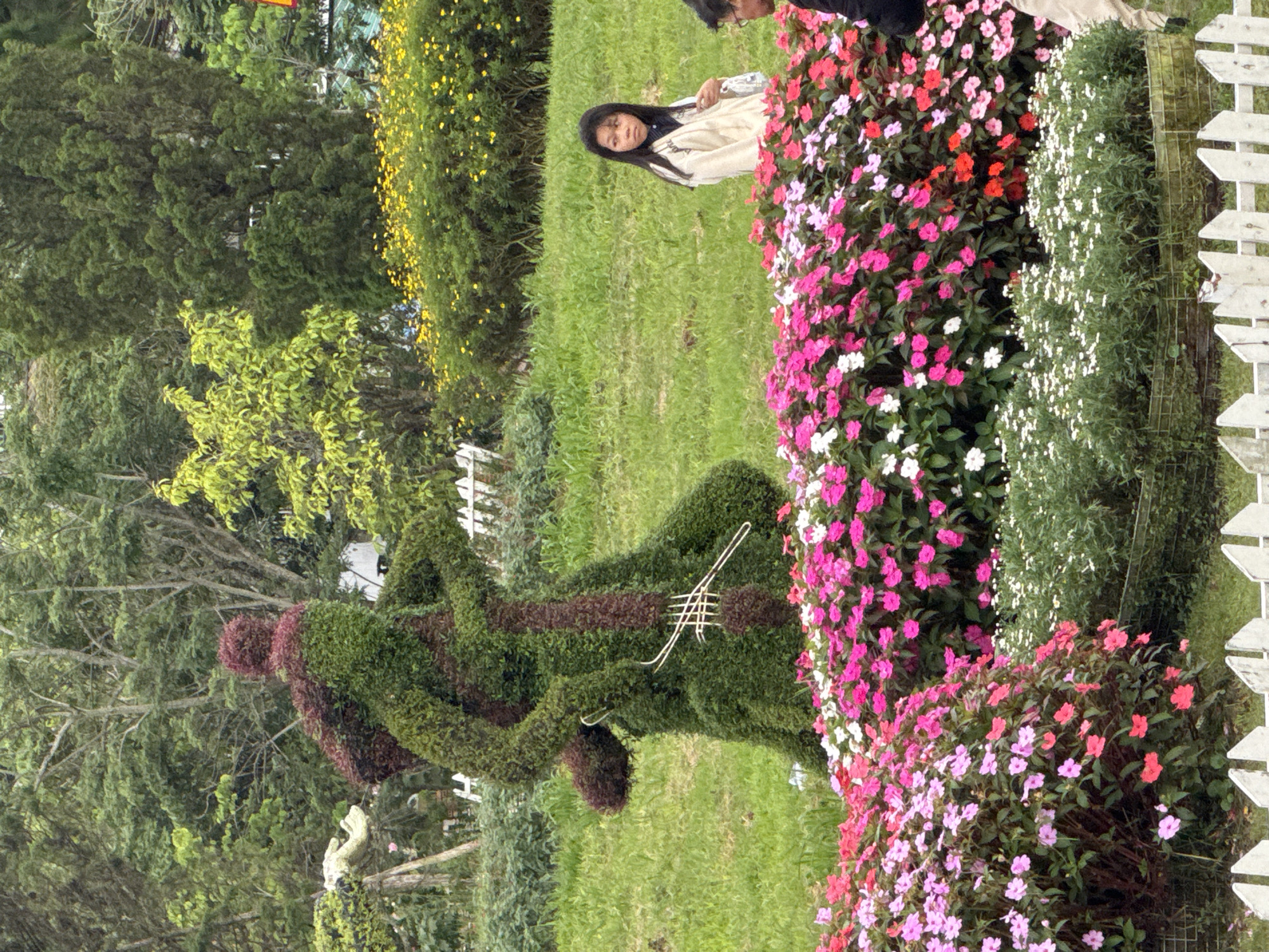 The image depicts a lush garden scene in Da Lat, Vietnam. In the foreground, a vibrant bed of pink and white impatiens flowers is in full bloom, bordered by a white picket fence. Behind the flowers, a young woman with long black hair, wearing a light-colored jacket, stands on a grassy slope. To her right, a portion of another person is visible. Further back, a striking topiary sculpture resembling a person playing a cello is prominently featured. The sculpture is made of dark red and green foliage. The background is filled with various trees, some with yellow flowers, creating a densely vegetated landscape characteristic of Da Lat's mountainous terrain.