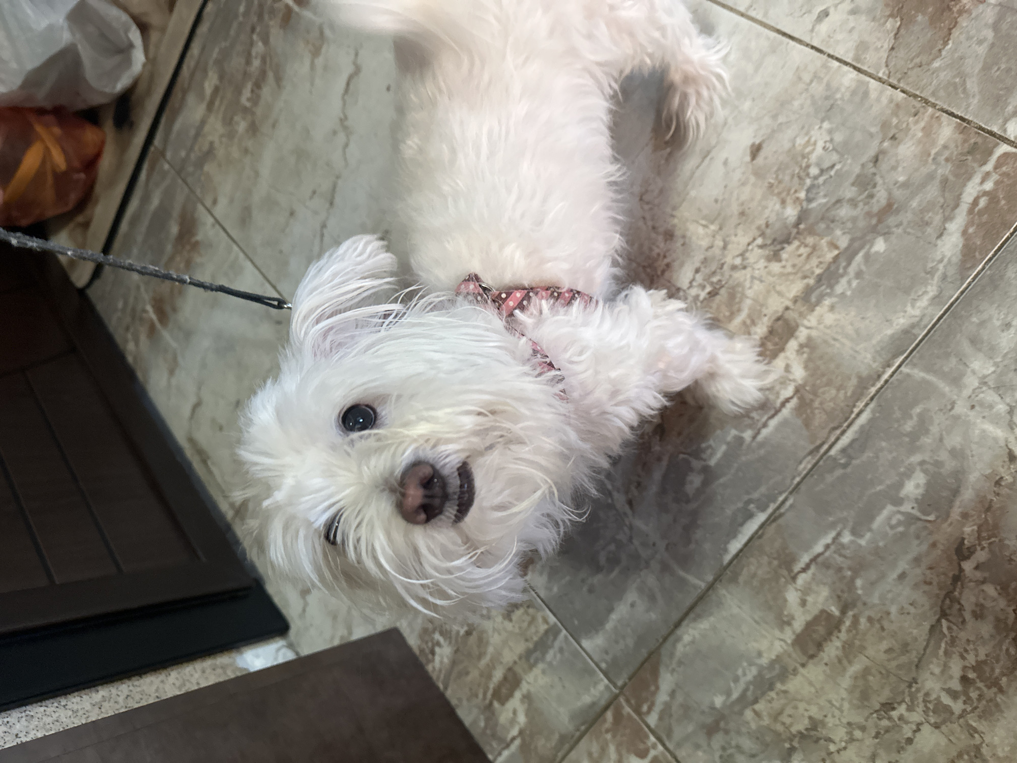 A small white dog with shaggy fur is standing on a tiled floor. The dog is wearing a pink and white patterned harness. Its left eye is partially closed, giving it a slightly winking appearance. The dog is looking up towards the camera. In the background, there is a dark brown door and some plastic bags on the floor. The lighting is indoor.