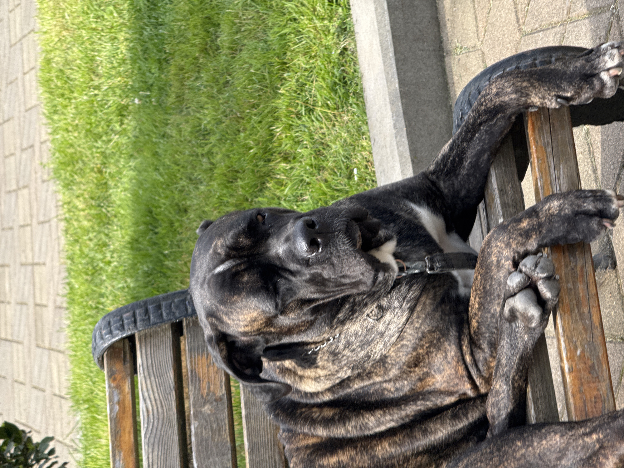 A brindle Cane Corso dog is lying on a wooden park bench in Batumi, Georgia. The dog is wearing a collar and appears to be resting. The background consists of a grassy area and a paved walkway.