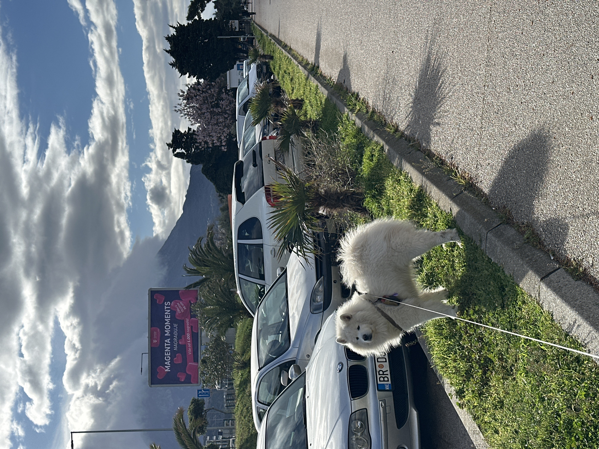 The image displays an outdoor street scene in Šušanj, Montenegro, under a sky with scattered clouds and direct sunlight. In the foreground, a white Samoyed dog, wearing a brown harness and a white leash, stands on a narrow grassy median strip. The dog is positioned near the front bumper of a silver BMW 1 Series, which has a Montenegrin license plate beginning "MNE BR D," and adjacent to a silver Opel Corsa hatchback. A line of parked vehicles, including a white SUV and a white van, extends further along the median to the right. Small palm trees are interspersed within the grassy strip. To the right, a grey paved road or sidewalk runs parallel to the median, exhibiting sharp shadows cast by the dog and nearby objects. In the mid-ground, a large billboard with "MAGENTA MOMENTS NAGRAĐUJE," pink heart graphics, and a T-Mobile logo is visible. Behind the billboard, mountains are present, partially covered by white clouds. A single, indistinct individual walks on a distant sidewalk on the far right.