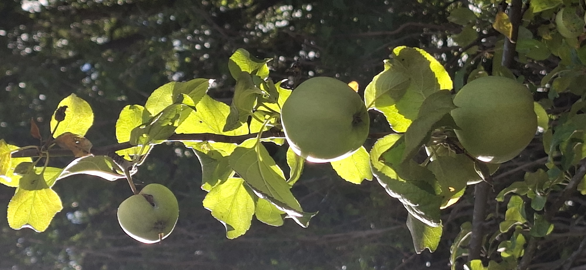 The image shows a close-up of a branch with several green apples growing on it. The apples are of various sizes, and some are partially obscured by the leaves. The leaves are a vibrant green, and the sunlight filters through them, creating a luminous effect. The background is out of focus, showing blurred greenery and hints of sunlight. The scene appears to be outdoors, possibly in a garden or orchard, given the presence of fruit-bearing trees. The image does not contain any people or specific landmarks that would allow for identification of the exact location within Järvenpää, Finland. It's a natural, everyday scene.