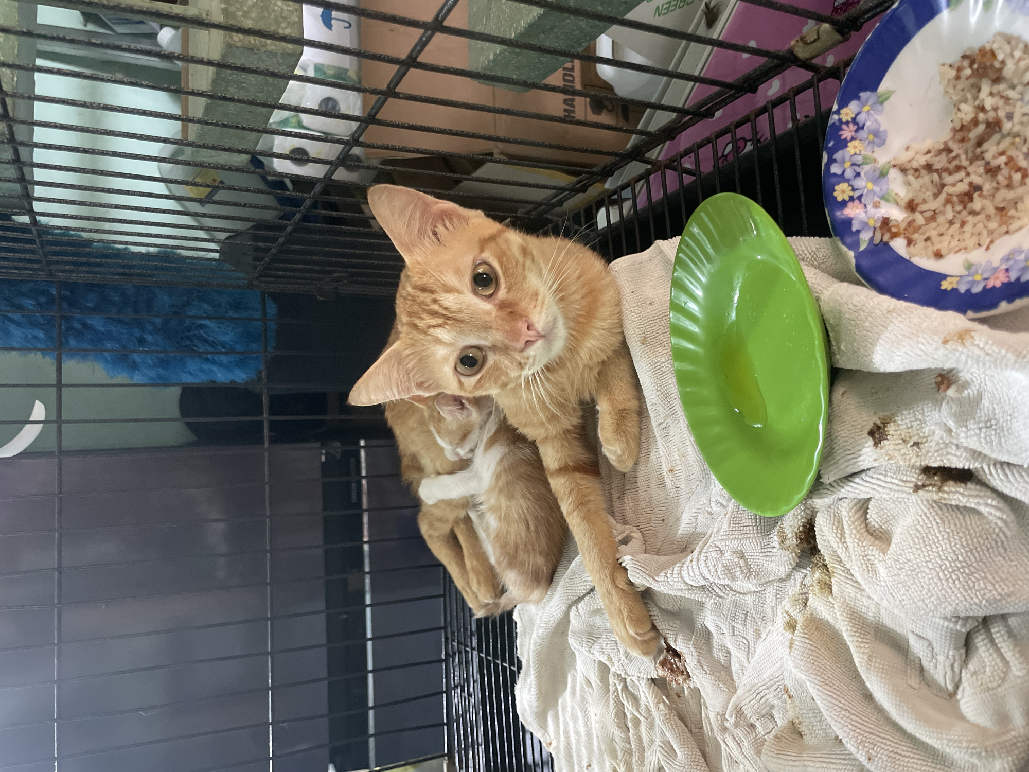An orange cat is lying on a white towel inside a black metal cage. The cat is looking at the camera with its paws extended forward. To the right of the cat, there is a green plate with some liquid in it. To the right of the green plate, there is a blue and white plate with food in it. In the background, there are some boxes and a blue fuzzy object. The scene is likely an animal shelter or rescue.