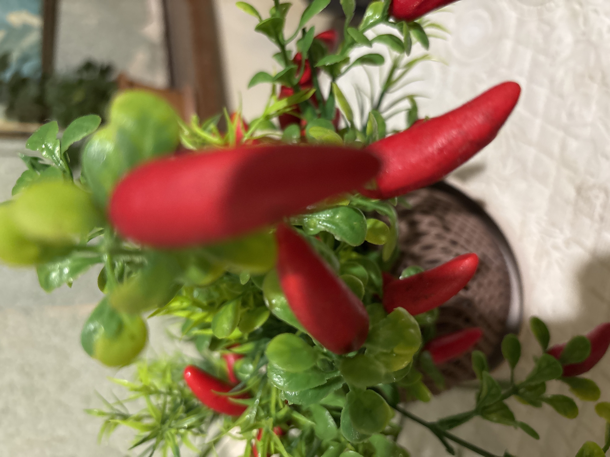 The media file displays a close-up, slightly elevated view of a decorative plant featuring artificial green leaves and numerous red chili peppers. The plant is the primary subject, dominating the central and lower portions of the frame. The leaves are a vibrant green, with some appearing glossy, and are arranged densely. Interspersed among the foliage are elongated, bright red chili peppers, varying in their sharpness due to the shallow depth of field. Several peppers in the immediate foreground are significantly out of focus, appearing as blurred red forms, while others further back are somewhat sharper.
No people are visible in the image, and no specific activity is taking place as it is a still life. The setting appears to be indoors, likely a home, suggested by the background elements. A dark, possibly woven or textured container for the plant is partially visible on the right side of the main image and in some crops.
The background is largely out of focus, consisting of soft, blurry shapes. On the right, a white or light-colored surface with a faint, quilted or textured pattern is discernible, possibly a tablecloth or blanket. Further into the background, indistinct shapes hint at a room setting, possibly a wall with a framed picture or a window, but these are too blurry to identify clearly. The lighting suggests an indoor environment, either natural daylight or artificial light. There is no visible text in the image. The overall impression is one of a colorful, decorative botanical arrangement.