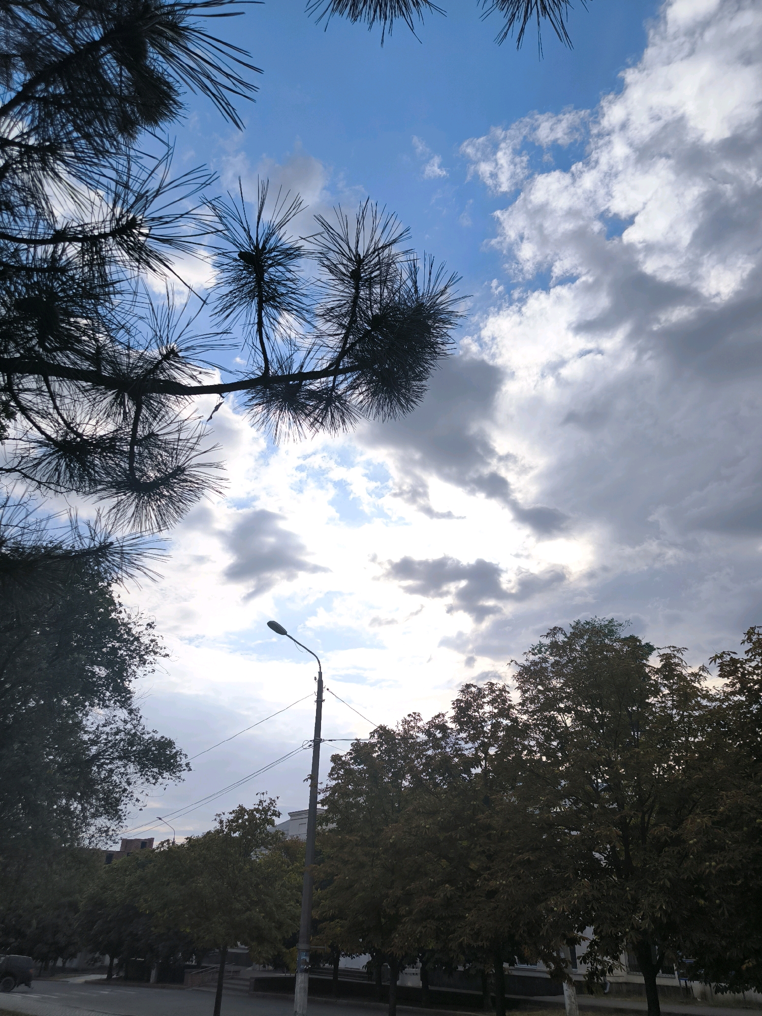 The image shows a view looking up at a cloudy sky through pine branches. In the foreground, silhouetted pine branches frame the top and left side of the image. The sky is a mixture of blue and grey clouds, with some bright patches indicating the sun. In the middle ground, a tall lamppost stands to the right of center. Beyond the lamppost, a line of trees with dark green foliage stretches across the lower half of the image, with buildings visible behind them. The trees are deciduous and appear to be mature. The scene appears to be an urban or suburban environment. The image was taken in Mykolaiv, Ukraine.