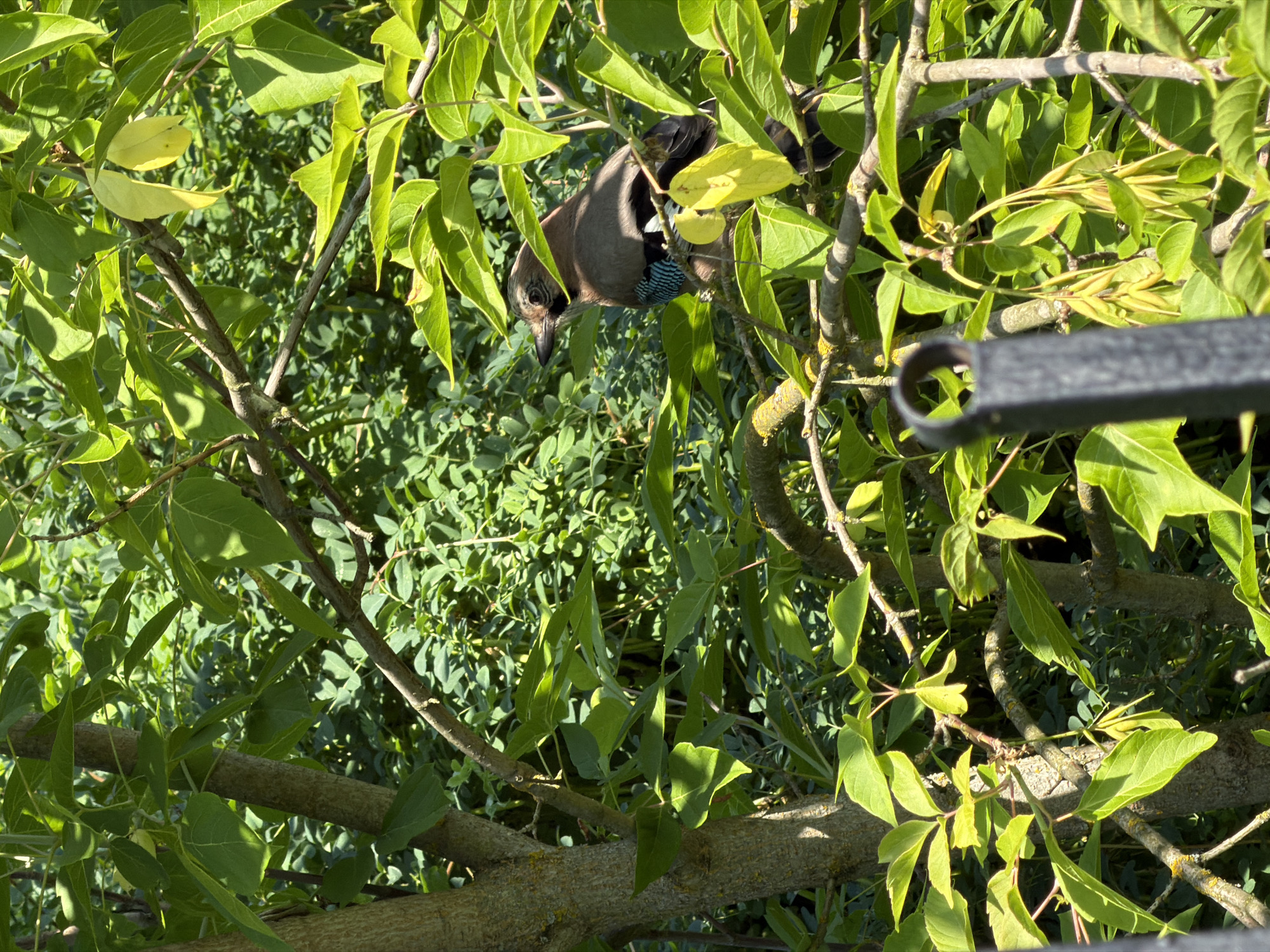 A Eurasian Jay is perched on a tree branch amidst lush green foliage. The bird, facing left, exhibits brown, blue, and black plumage. Its sharp beak is pointed downwards. The background is a dense canopy of leaves, with sunlight dappling through, creating shadows and highlights. A dark, metallic object is visible in the foreground, partially obscuring the lower right portion of the image. The scene appears to be a natural setting, possibly a park or garden within a city, though no specific Moscow landmarks are identifiable.