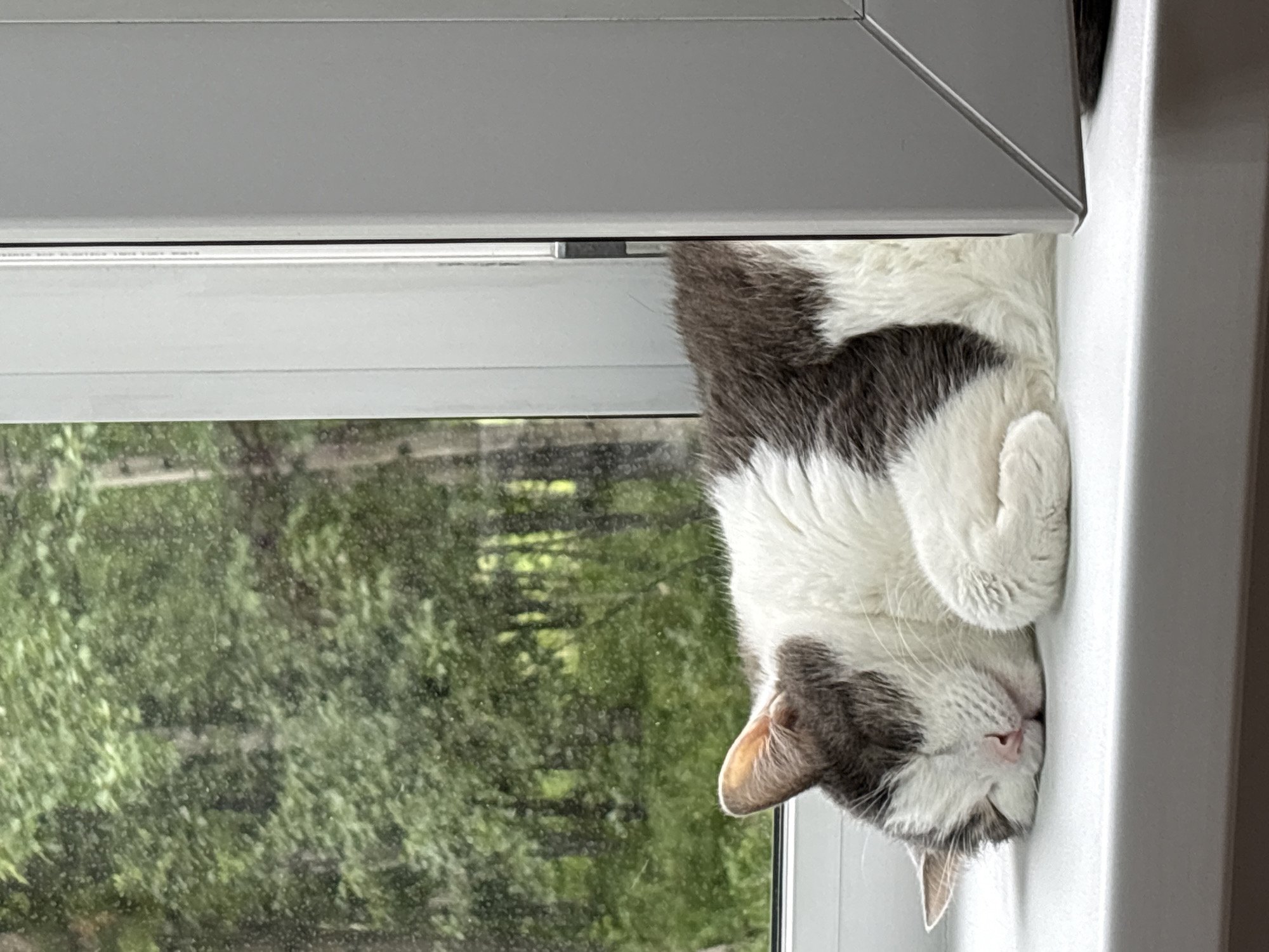 A white and gray cat is sleeping on a windowsill. The cat is curled up on its side with its eyes closed. The windowsill is white and appears to be made of plastic. Outside the window, there are trees and greenery, suggesting an outdoor natural environment. To the right of the cat, a portion of a gray, modern appliance is visible. The image was taken in Ust-Ilimsk, Russia, likely at a residential location given the windowsill and indoor appliance.