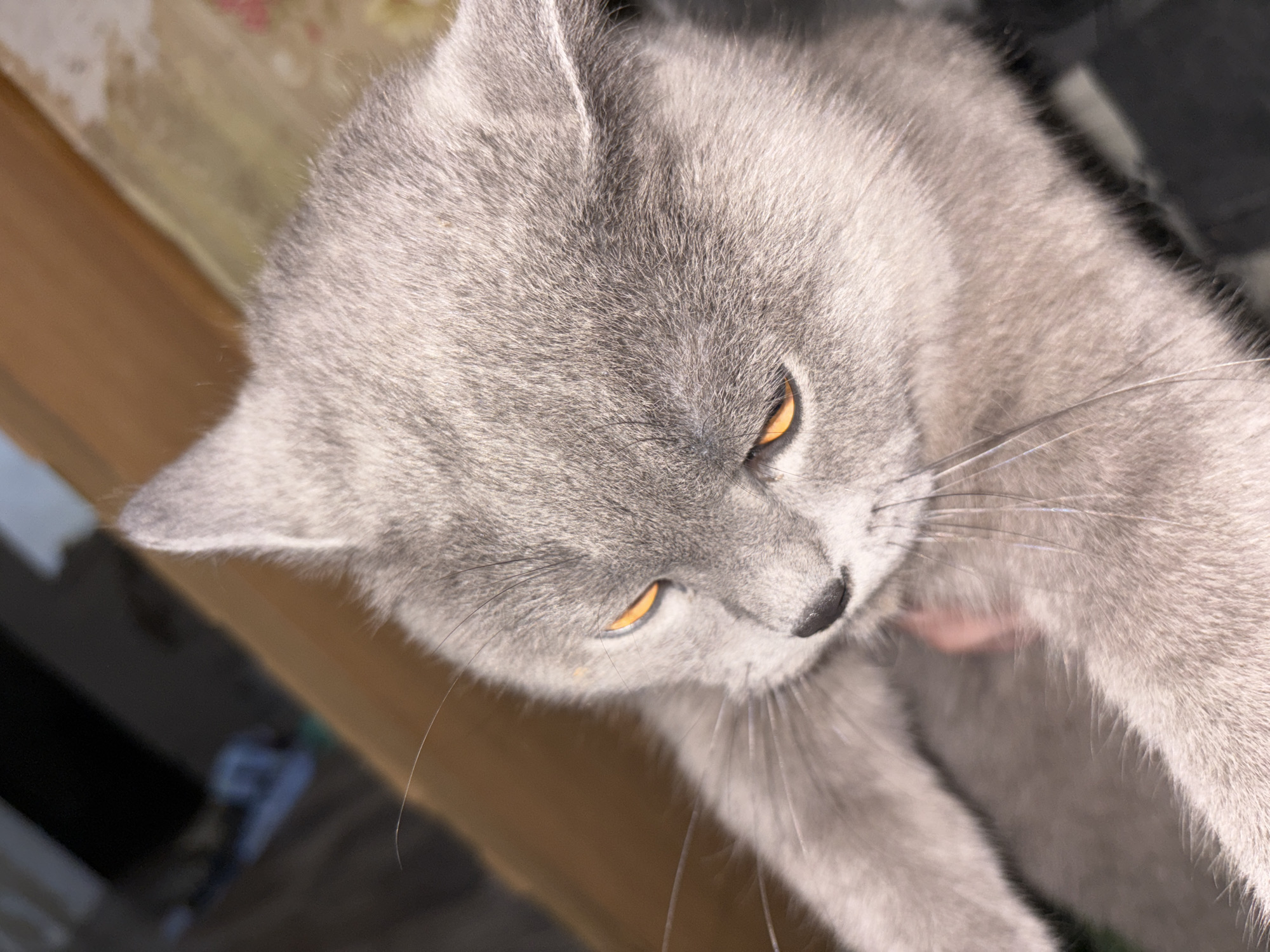 A close-up, top-down shot features a grey cat with golden eyes. The cat is positioned in the center of the frame, with its head slightly tilted to the left. The cat's fur is short and dense, and its whiskers are visible against the background. The cat's paws are visible in the bottom of the shot. The background is out of focus but appears to be a table or wooden surface and some darker material. The image does not show enough detail to make a judgement about the location, and there is no basis to suggest that the photo was taken in the city of Фоки, Russia.
