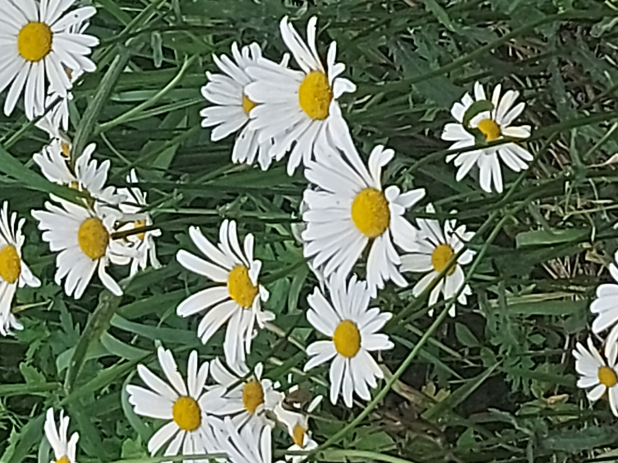 The image depicts a close-up view of several white daisies with yellow centers, set against a backdrop of green grass and foliage. The daisies are in various stages of bloom, with some petals appearing slightly wilted or bent. The lighting suggests it is daytime, and the overall impression is one of a natural, outdoor setting. The location of Belogorsk, Russia, is a geographical detail that cannot be inferred from the visual content of the image itself.