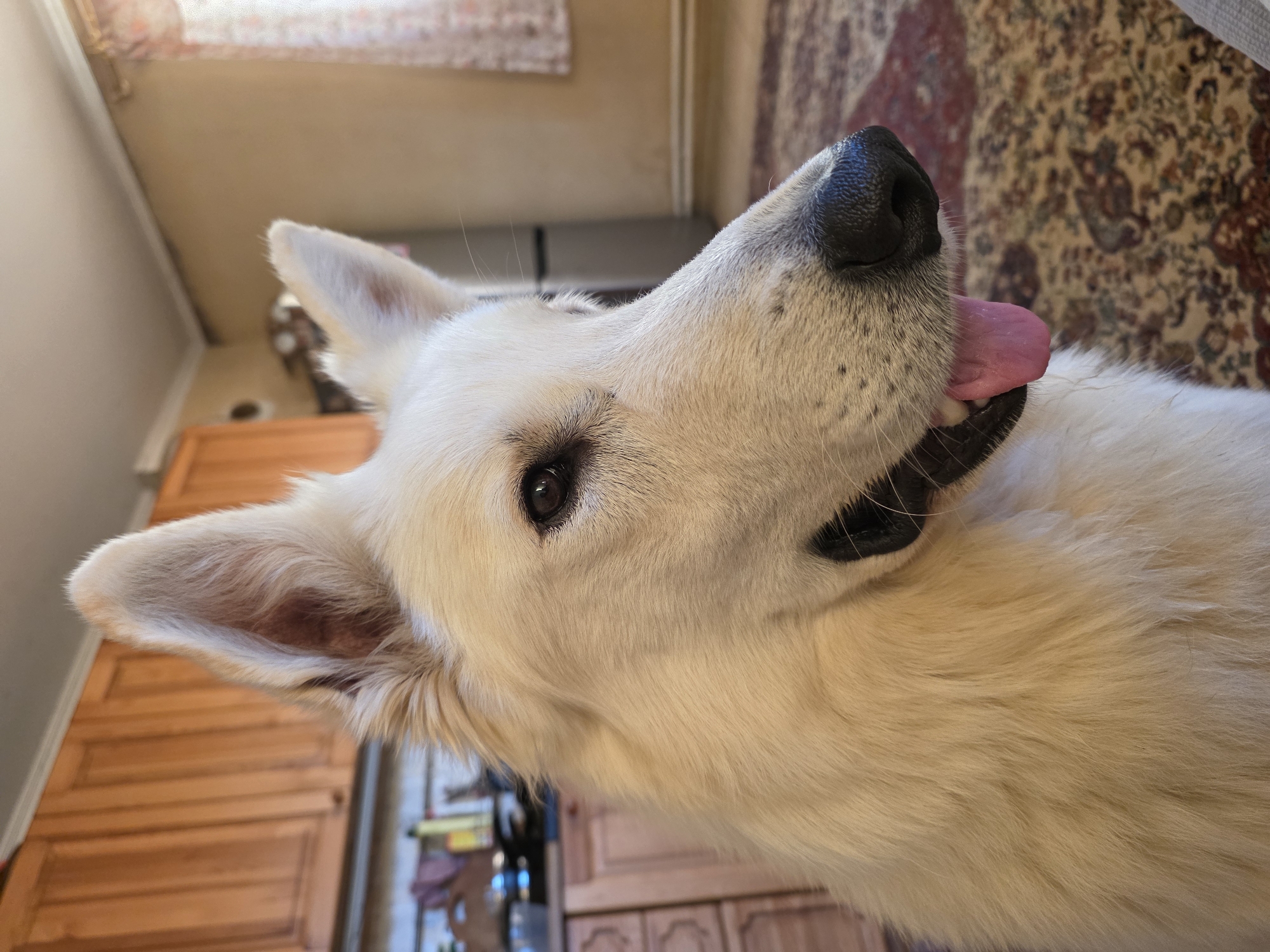 A medium shot captures a white German Shepherd in a domestic indoor setting, likely a kitchen. The dog is positioned in the foreground, with its head turned to the right and its mouth slightly open, revealing a pink tongue. The background features wooden kitchen cabinets and a patterned rug. The lighting suggests an interior environment, possibly with natural light entering from a window, indicated by the diffused light on the wall and curtain. The overall scene is still, with the dog as the sole subject. There are no people present.