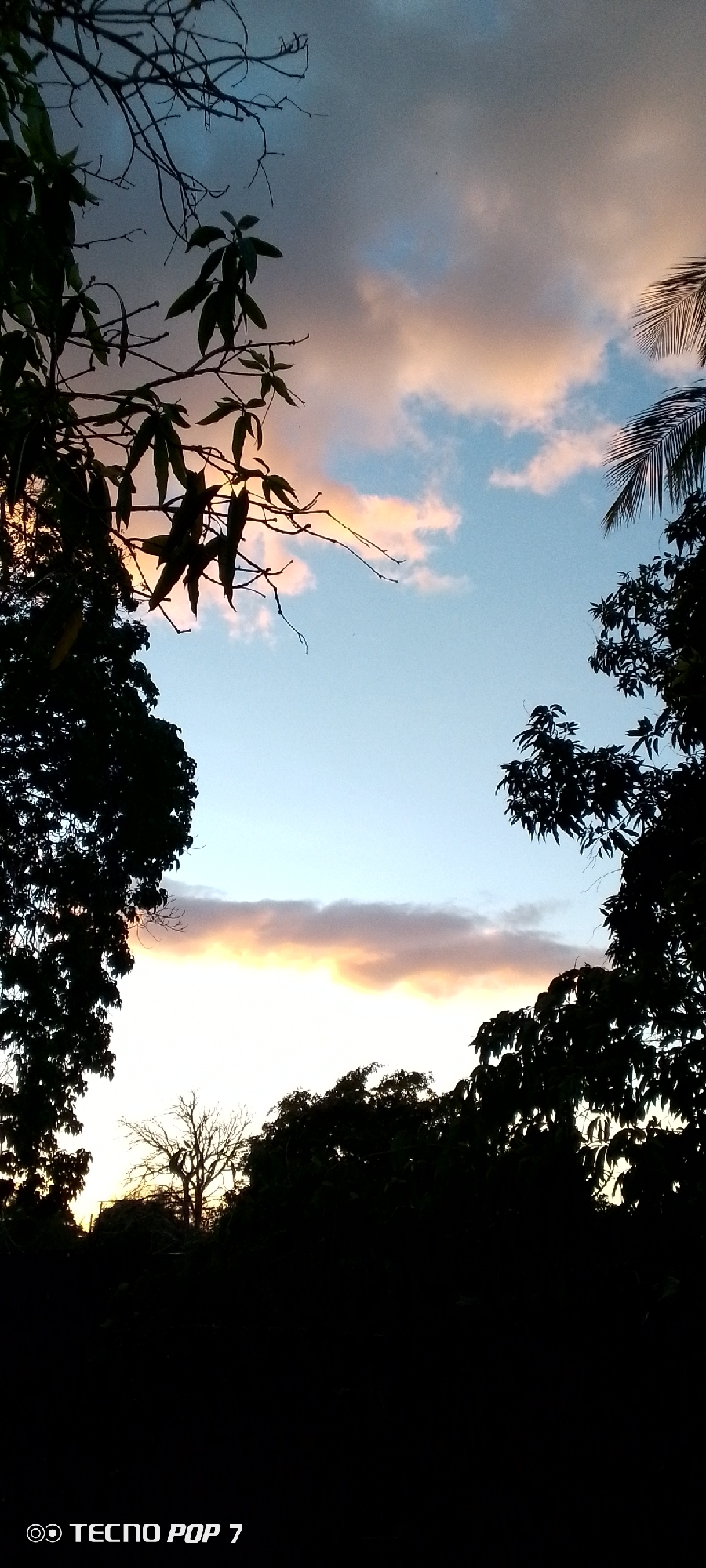 The image shows a silhouetted view of trees and foliage against a sky with scattered clouds. The sky is partly blue with patches of pinkish-orange light, suggesting it might be sunrise or sunset. In the foreground, dark silhouettes of tree branches with leaves are visible, framing the sky. There are also darker, denser masses of foliage on the left and right sides of the frame. In the lower part of the image, a bare, leafless tree stands out against the lighter sky. The bottom left corner of the image contains a watermark that reads "TECNO POP 7". The overall scene depicts a natural outdoor environment.