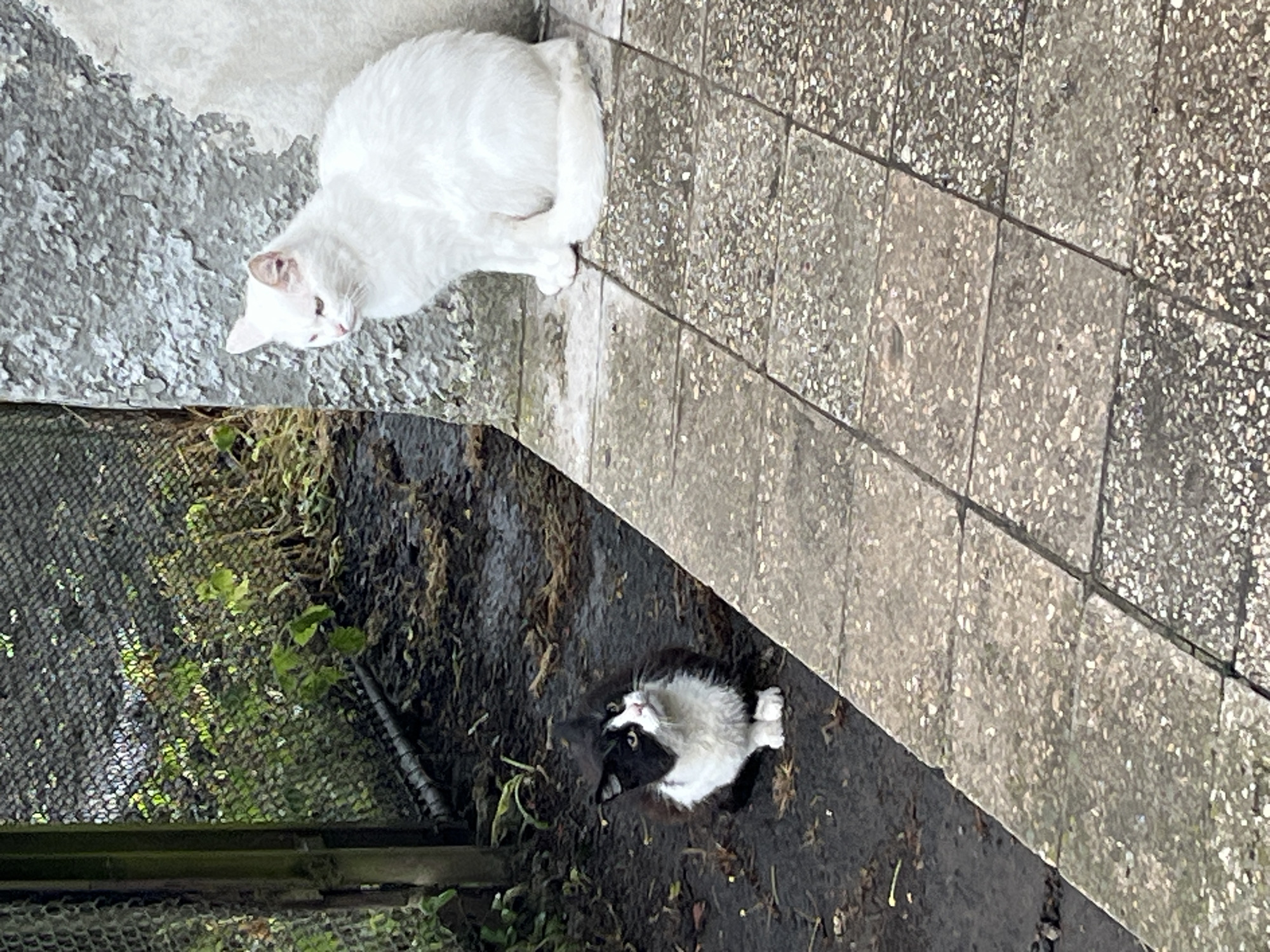 This image, captured in Kozova, Ukraine, displays an outdoor scene featuring two domestic cats and their immediate environment.
In the lower-left section, a black and white cat is seated directly on dark, damp, and muddy ground. This feline exhibits a white muzzle, chest, and front paws, contrasting with black fur covering its head, back, and tail. Its head is angled slightly upward and to the right, with its gaze directed off-frame towards the upper-right. The muddy ground shows traces of organic debris and appears saturated. To the left of the cat, a section of a dark-colored chain-link fence is visible, alongside a vertical wooden or metal post. Sparse green vegetation is discernible behind the fence.
In the right portion of the frame, a solid white cat is positioned on a surface composed of gray, rectangular paving stones. This cat is situated with its back against a light gray wall, which presents a rough, textured surface, possibly concrete or stucco with some erosion or peeling. The white cat's head is turned to the left, and its eyes are directed generally towards the black and white cat's location. The paving stones are uniformly gray, exhibiting a speckled texture from small aggregate, and are arranged in a regular pattern. A distinct, straight line formed by the edge of the paved surface cleanly divides the muddy ground from the stone tiles.